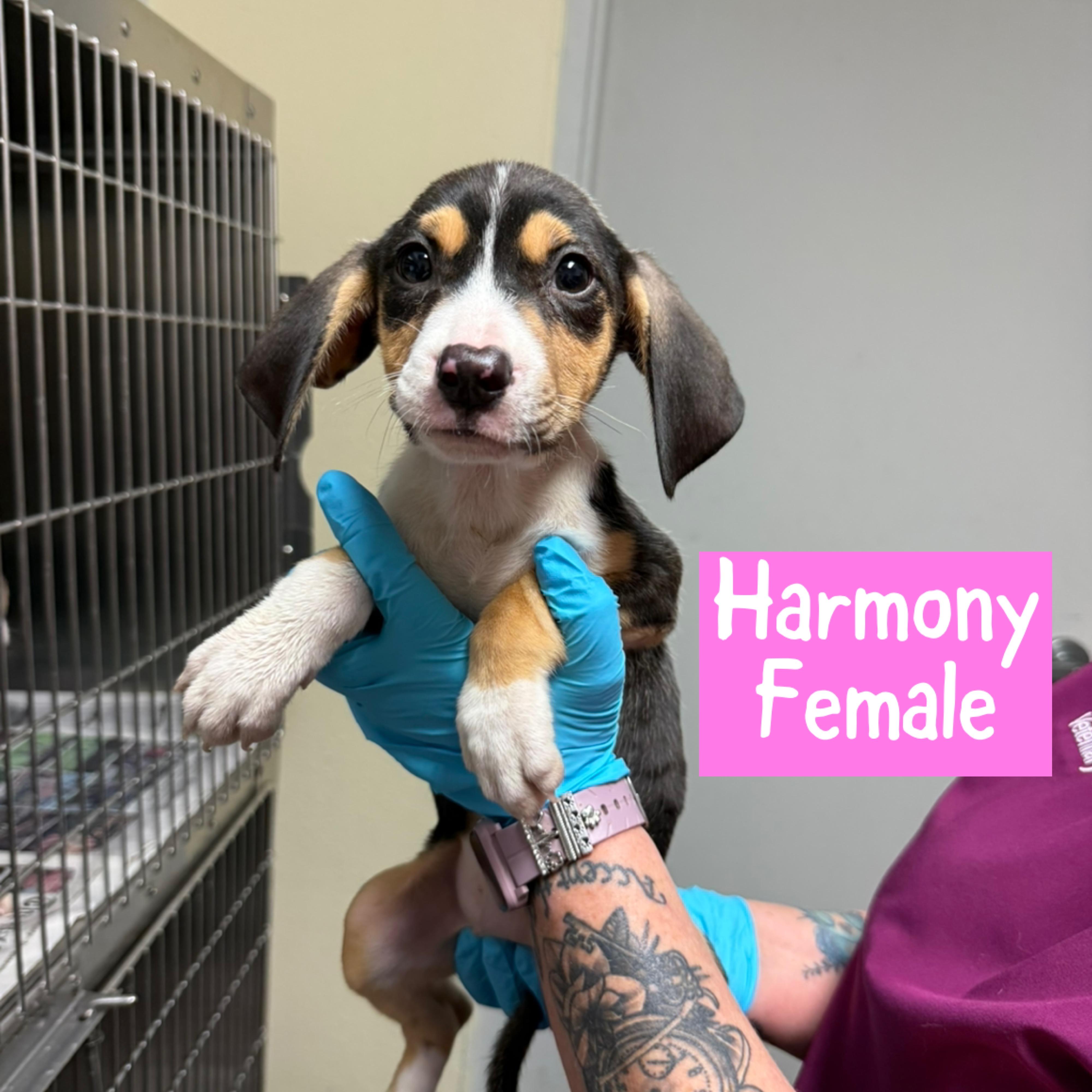 Meet the Musical Litter — Harmony, Indie, Melodie & Lyric!, an adoptable Mixed Breed, Hound in Houlton, ME, 04730 | Photo Image 4