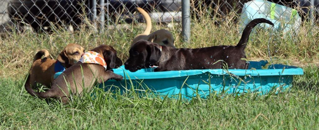 Philly, Adoptable, Puppy Male Labrador Retriever.