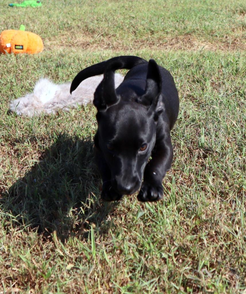 Enlarge Philly, a Adoptable Labrador Retriever in Jonesboro, AR image 2/4
