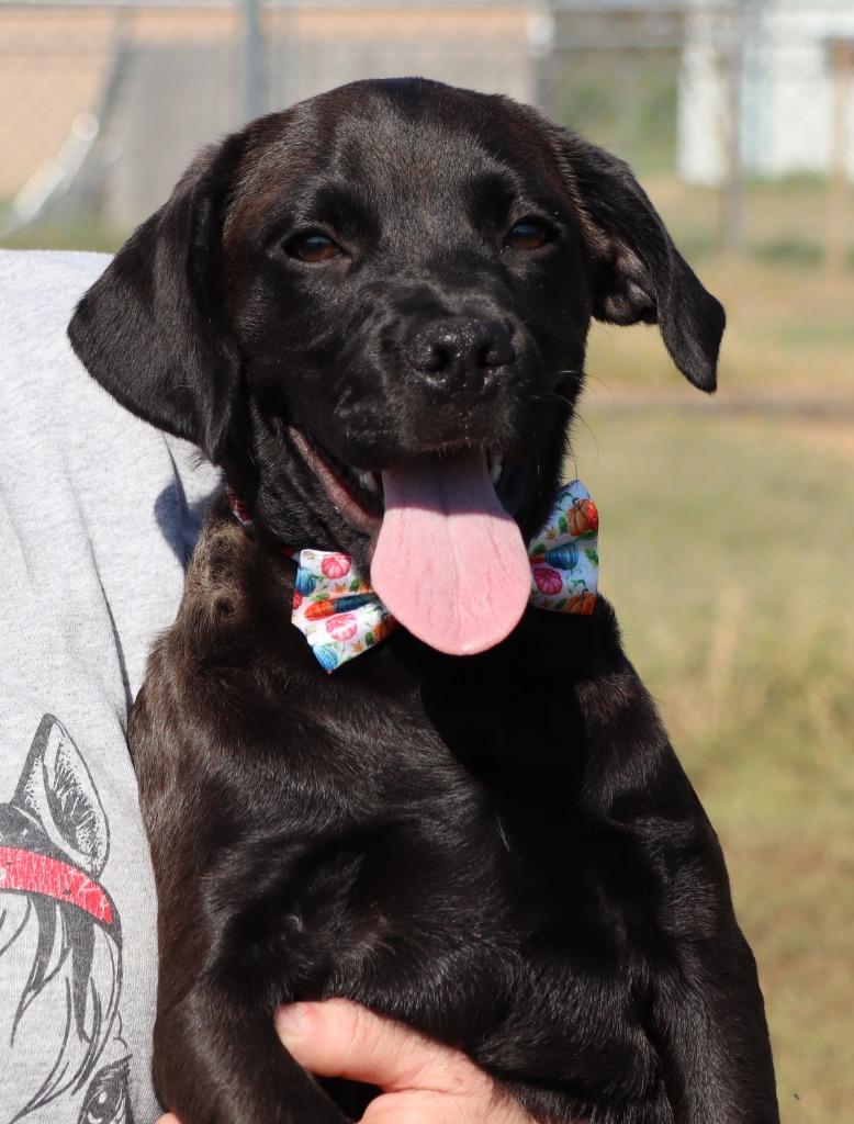 Enlarge Philly, a Adoptable Labrador Retriever in Jonesboro, AR image 3/4