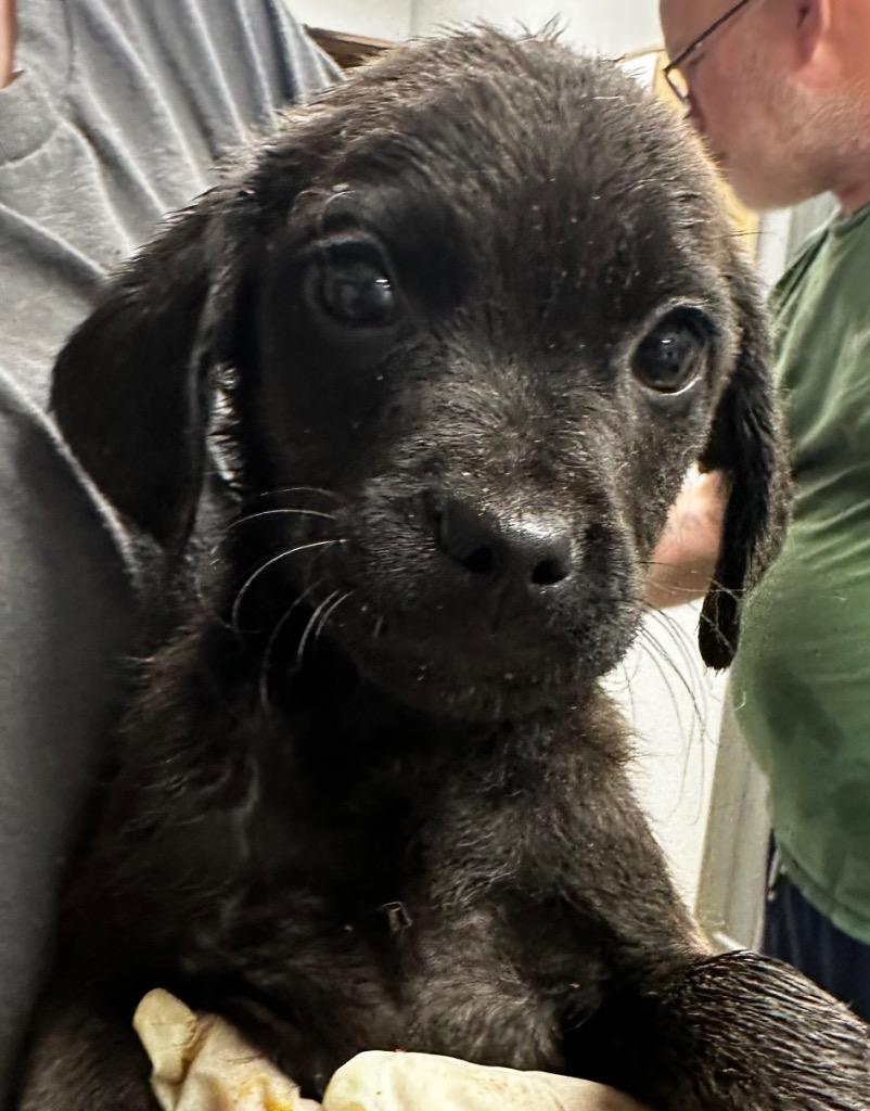 Enlarge Philly, a Adoptable Labrador Retriever in Jonesboro, AR image 4/4