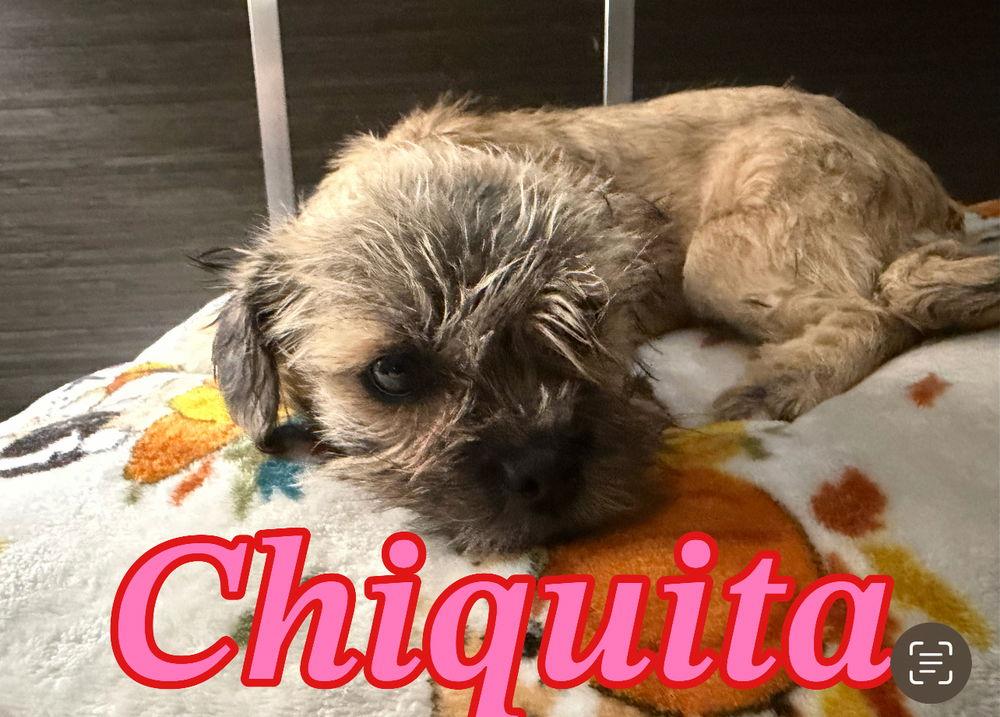 Chiquita DD~