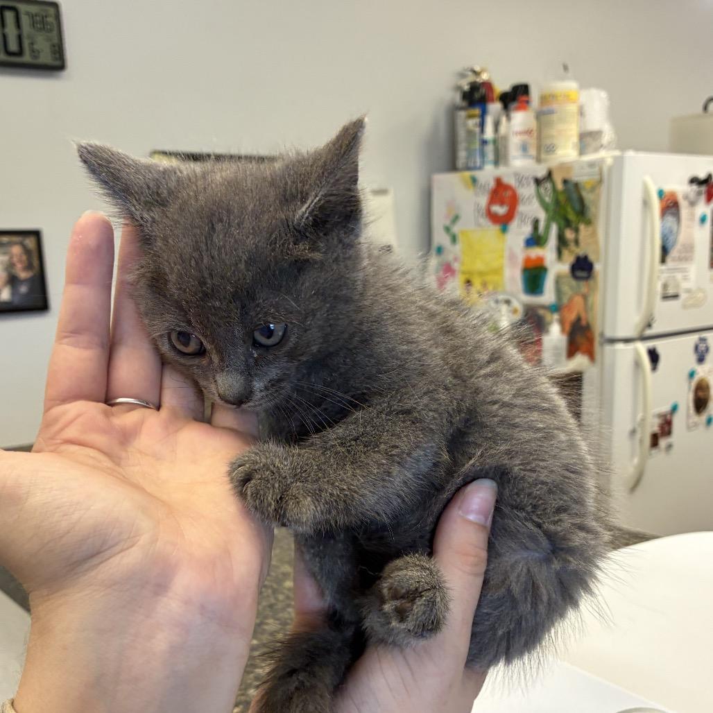 High Light, Adoptable, Kitten Female Domestic Short Hair & Domestic Short Hair.