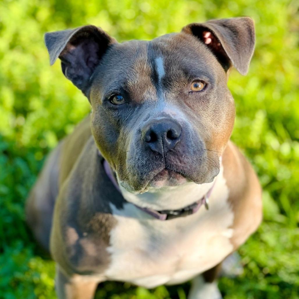 Nova, Adoptable, Adult Female Pit Bull Terrier.