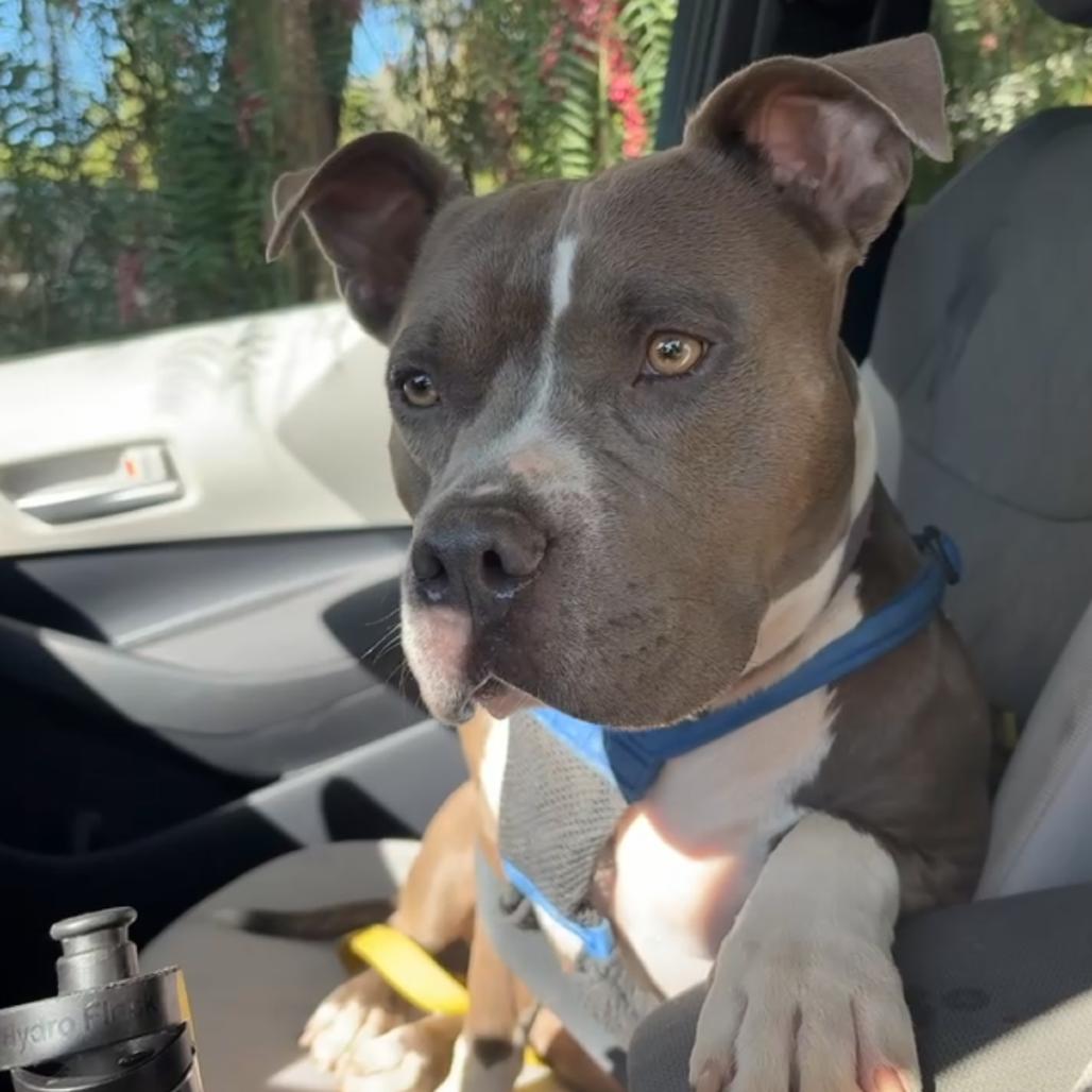 Nova, a Adoptable Pit Bull Terrier in Ojai, CA image 2/6