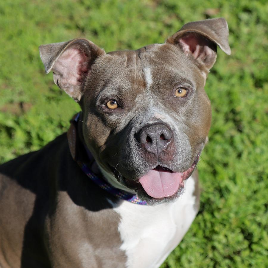 Nova, a Adoptable Pit Bull Terrier in Ojai, CA image 3/6