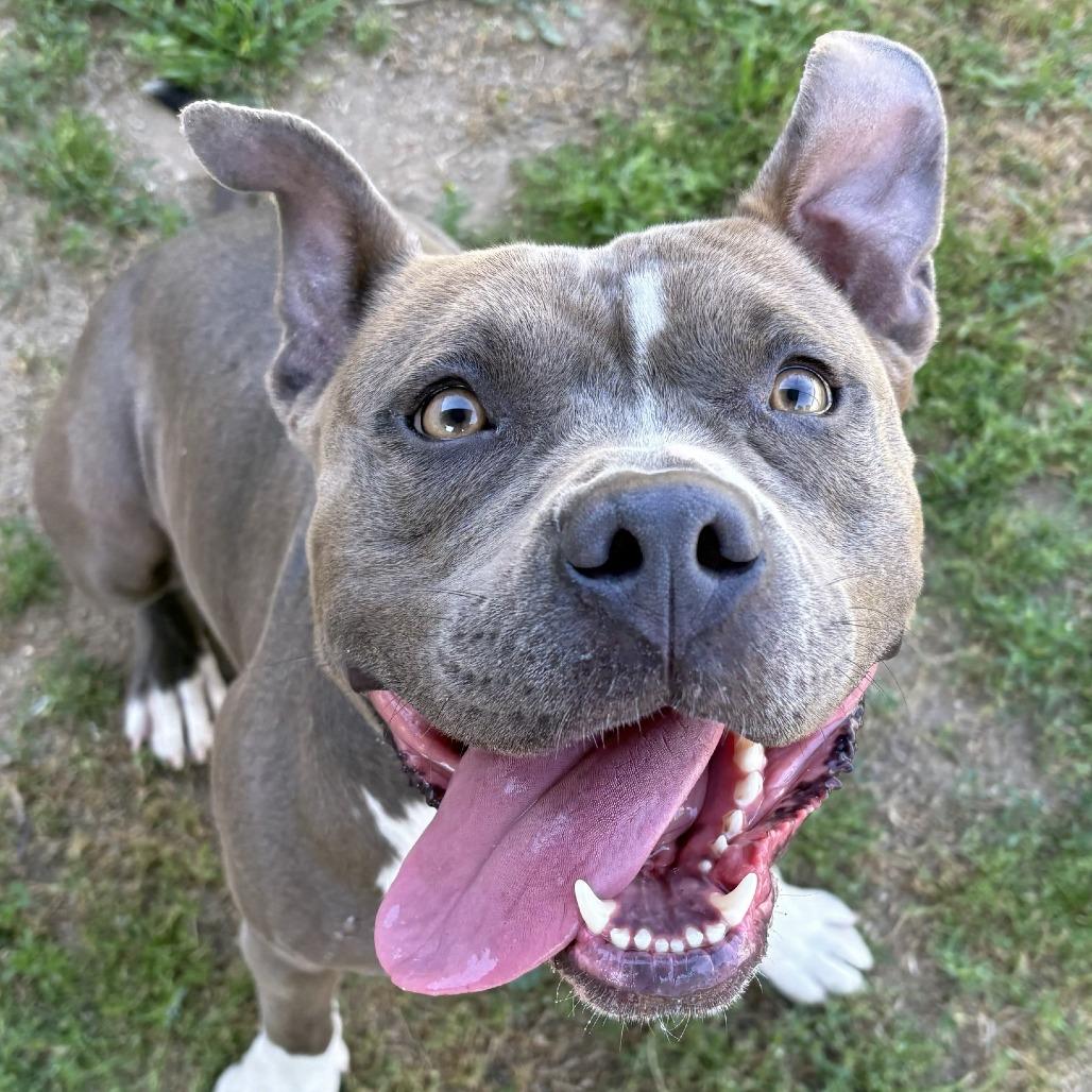 Nova, a Adoptable Pit Bull Terrier in Ojai, CA image 4/6