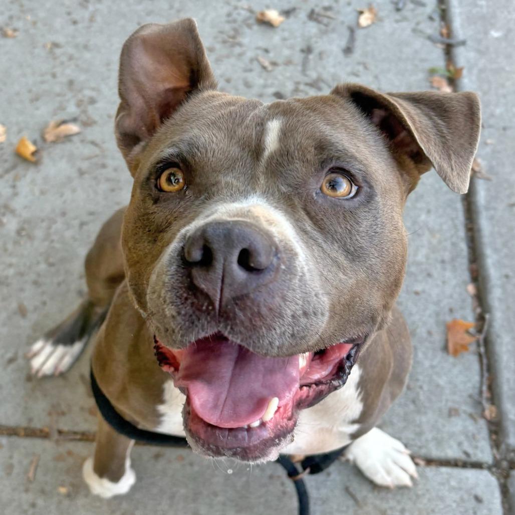 Nova, a Adoptable Pit Bull Terrier in Ojai, CA image 5/6