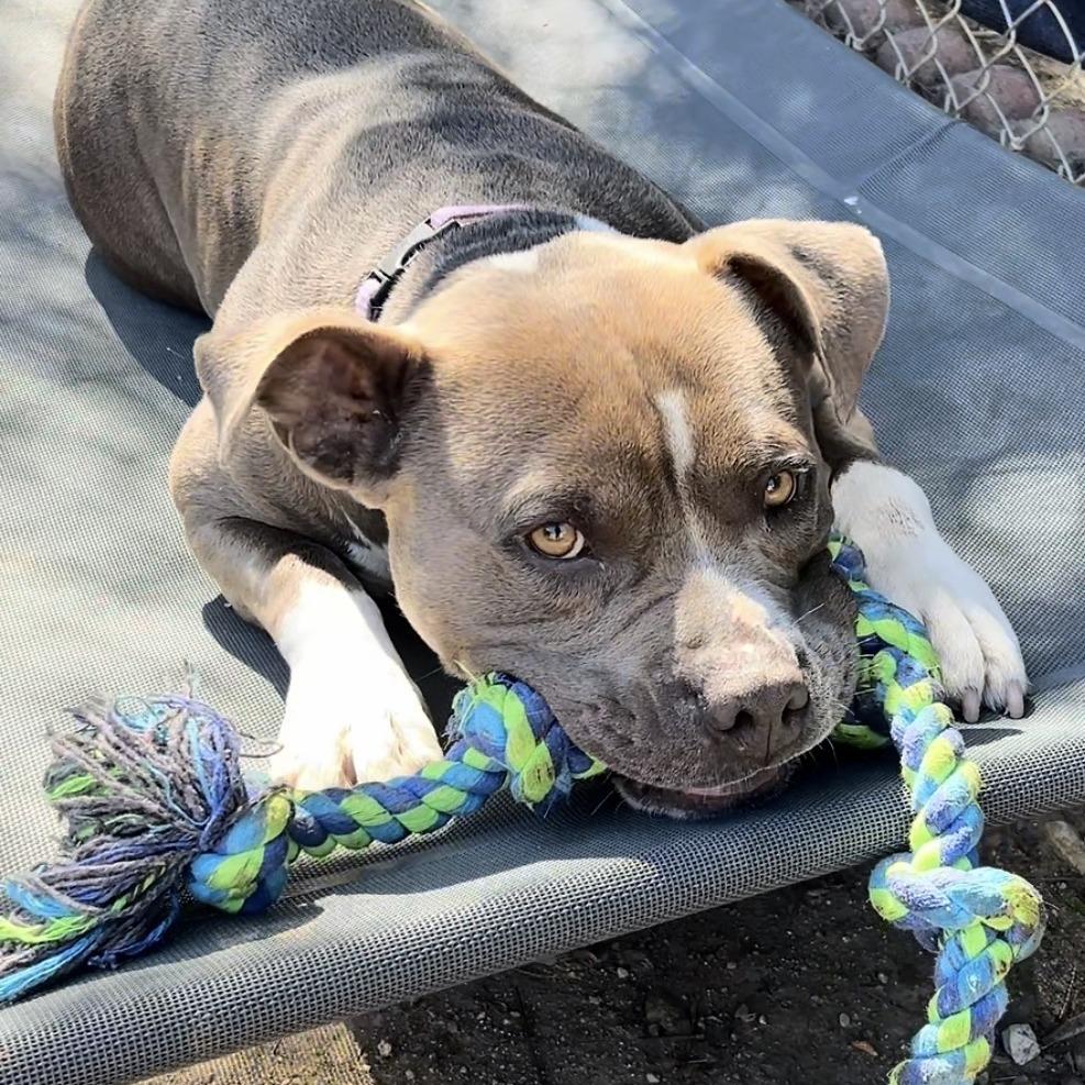 Nova, a Adoptable Pit Bull Terrier in Ojai, CA image 6/6