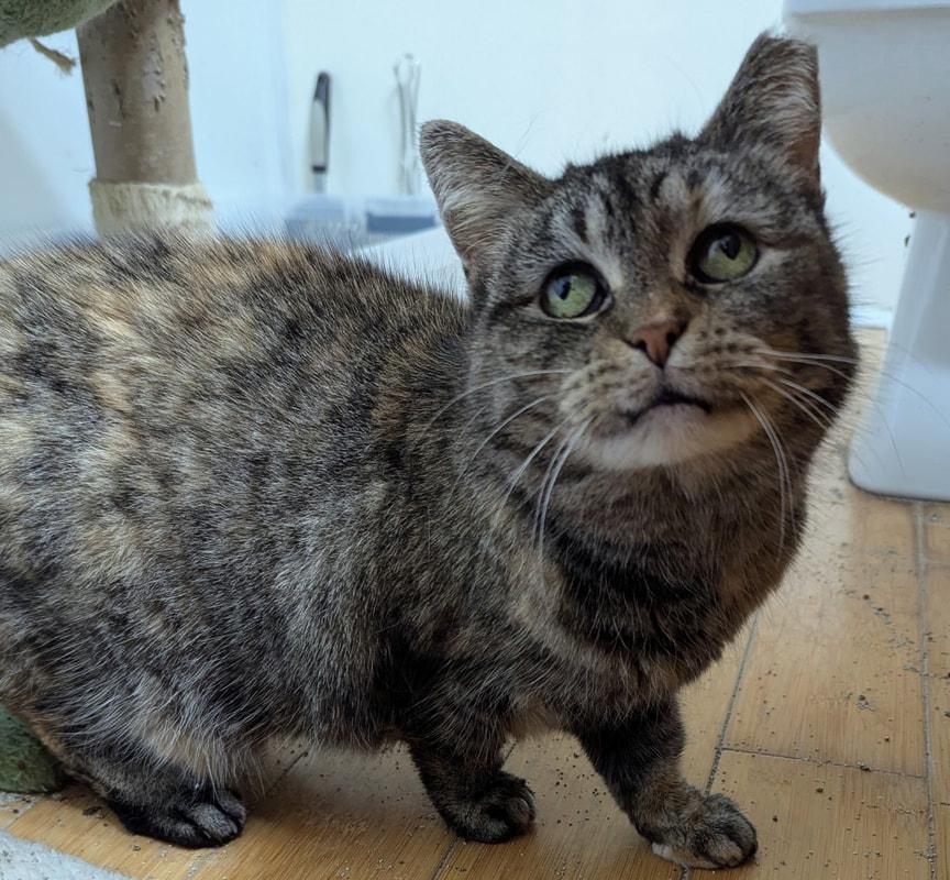 Lil Sweetie, Adoptable, Senior Female Domestic Short Hair.