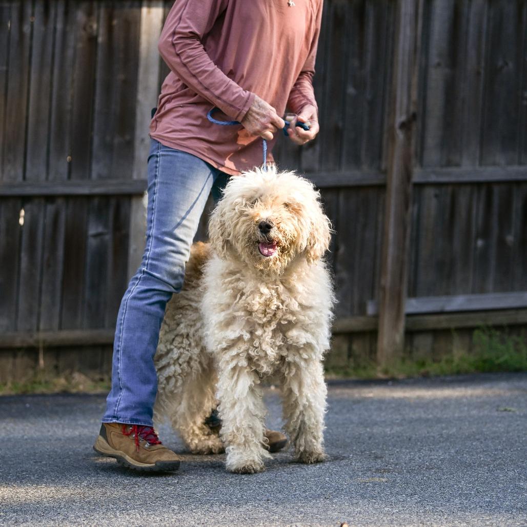 Spirit, Adoptable, Senior Female Goldendoodle.