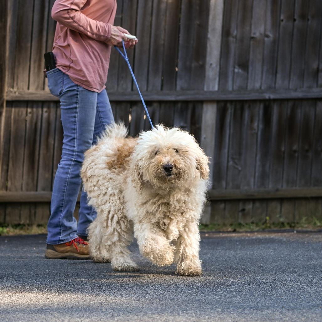 Enlarge Spirit, a Adoptable Goldendoodle in Chester Springs, PA image 2/6