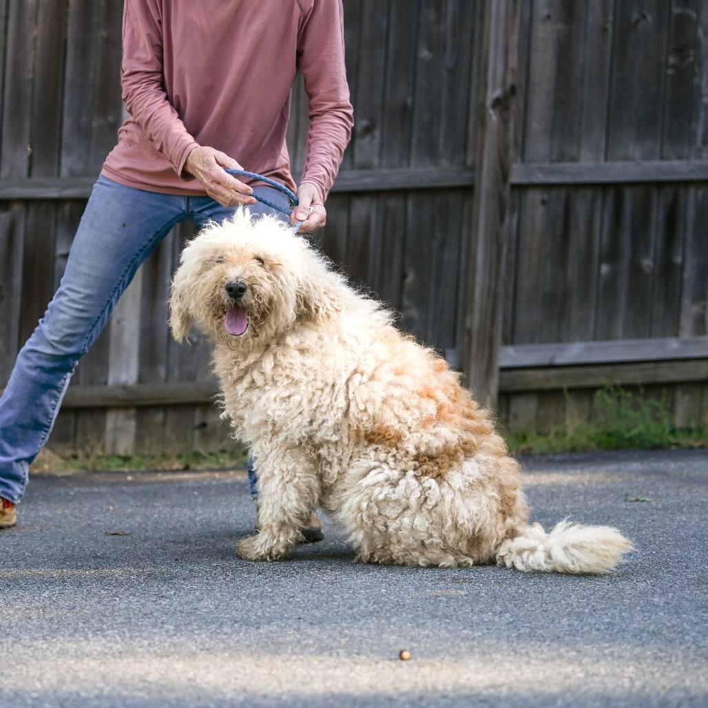 Spirit, an adoptable Goldendoodle in Chester Springs, PA, 19425 | Photo Image 3
