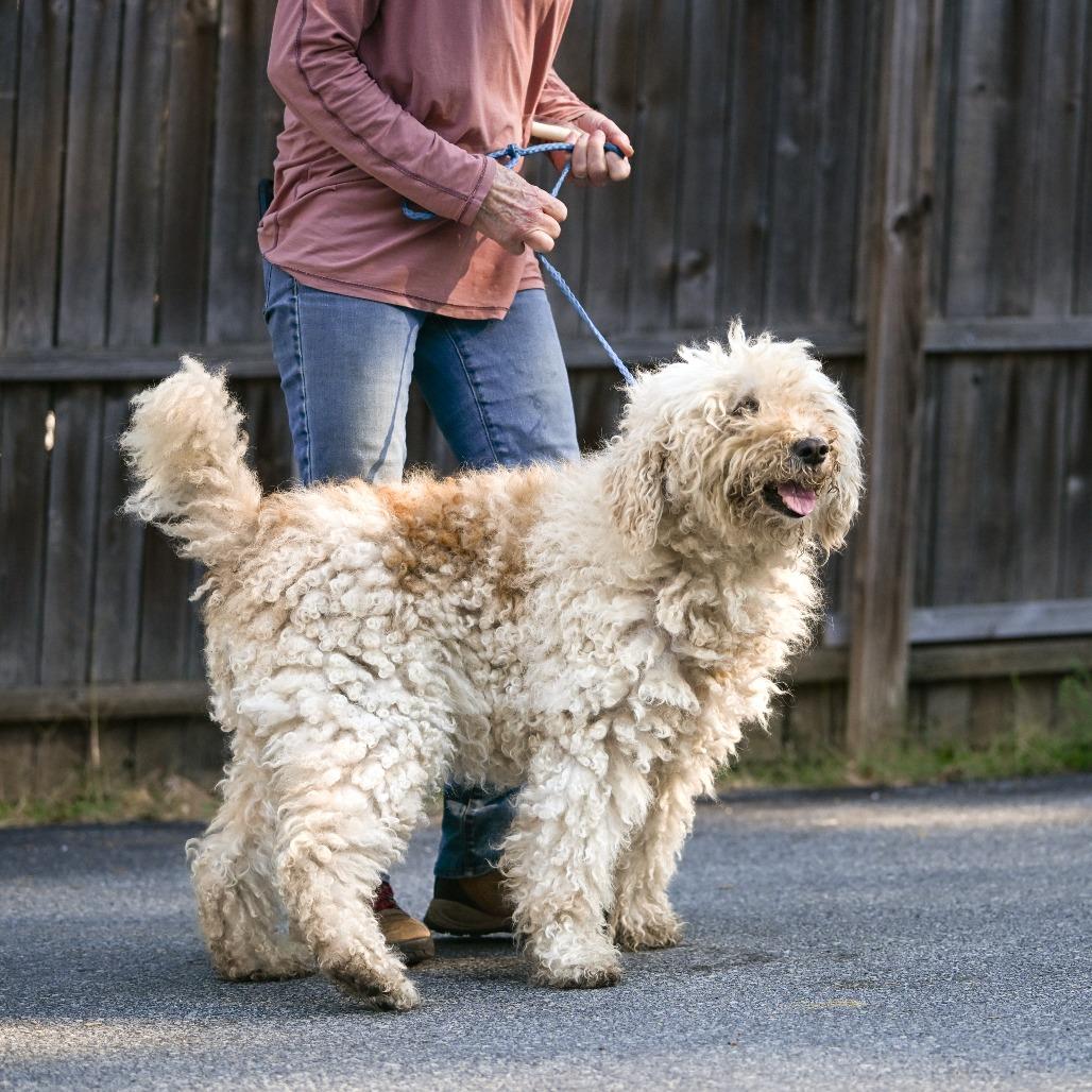 Spirit, an adoptable Goldendoodle in Chester Springs, PA, 19425 | Photo Image 2