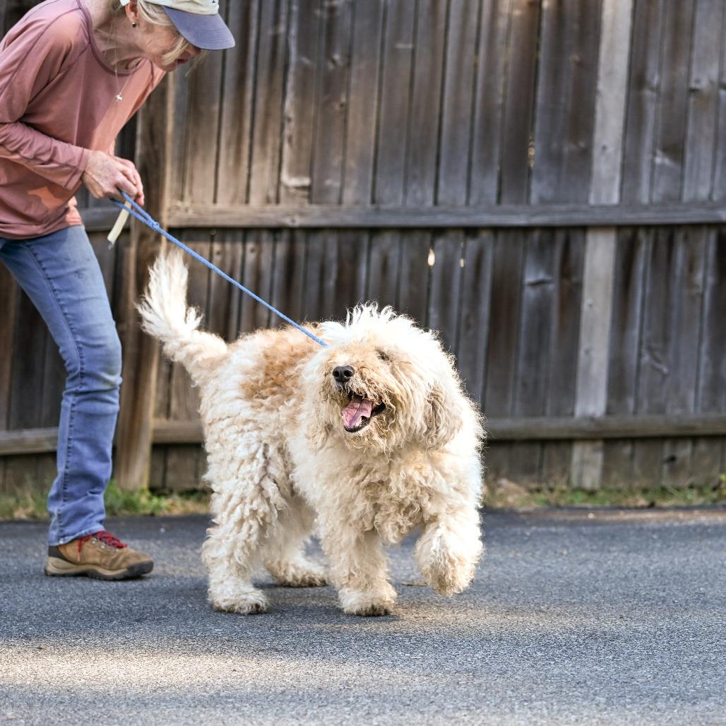 Enlarge Spirit, a Adoptable Goldendoodle in Chester Springs, PA image 5/6