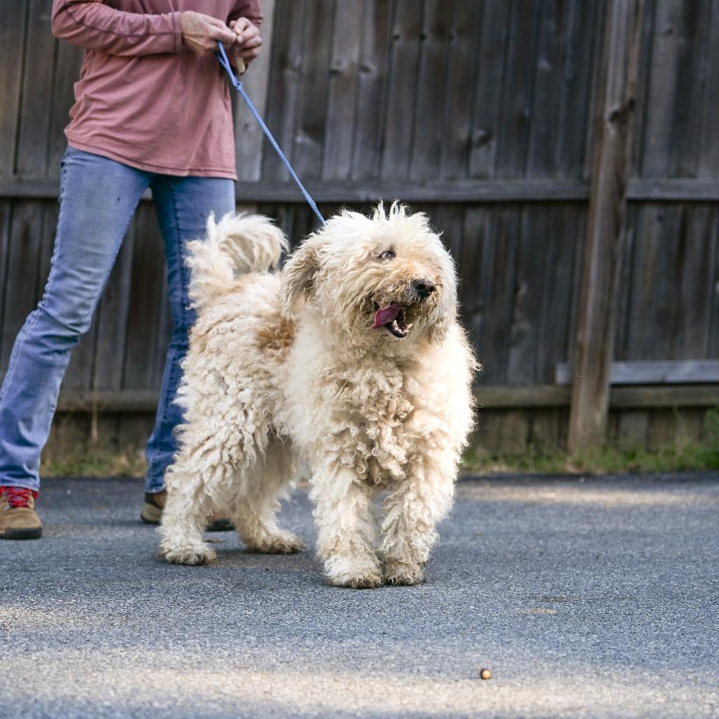 Enlarge Spirit, a Adoptable Goldendoodle in Chester Springs, PA image 6/6