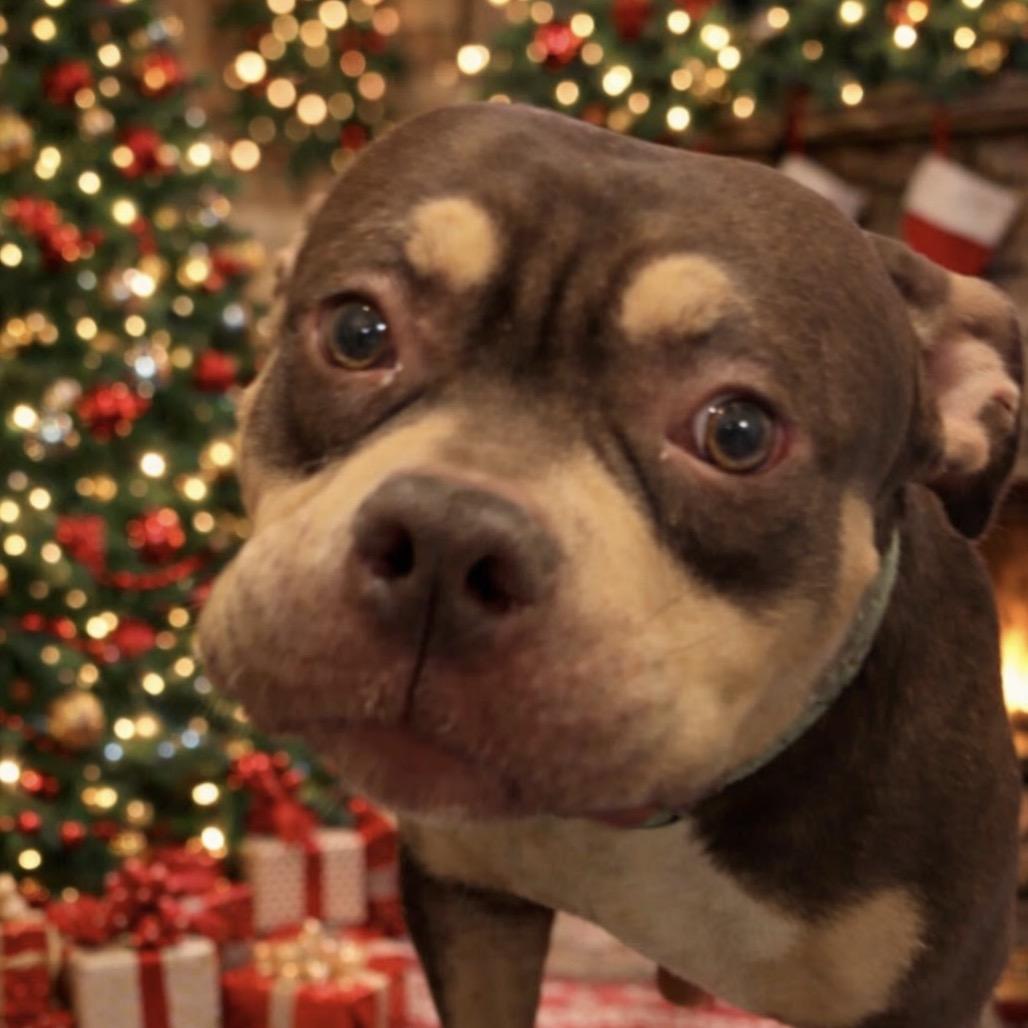 Angus, Adoptable, Adult Male Pit Bull Terrier.