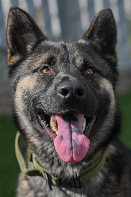 COUNT CHOCULA, Adoptable, Young Male German Shepherd Dog & Mixed Breed.