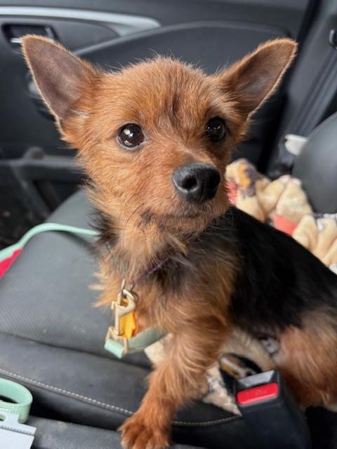 Mya, Adult Female Yorkshire Terrier