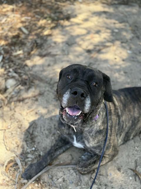 VALENTINA, Adoptable, Adult Female Bullmastiff.