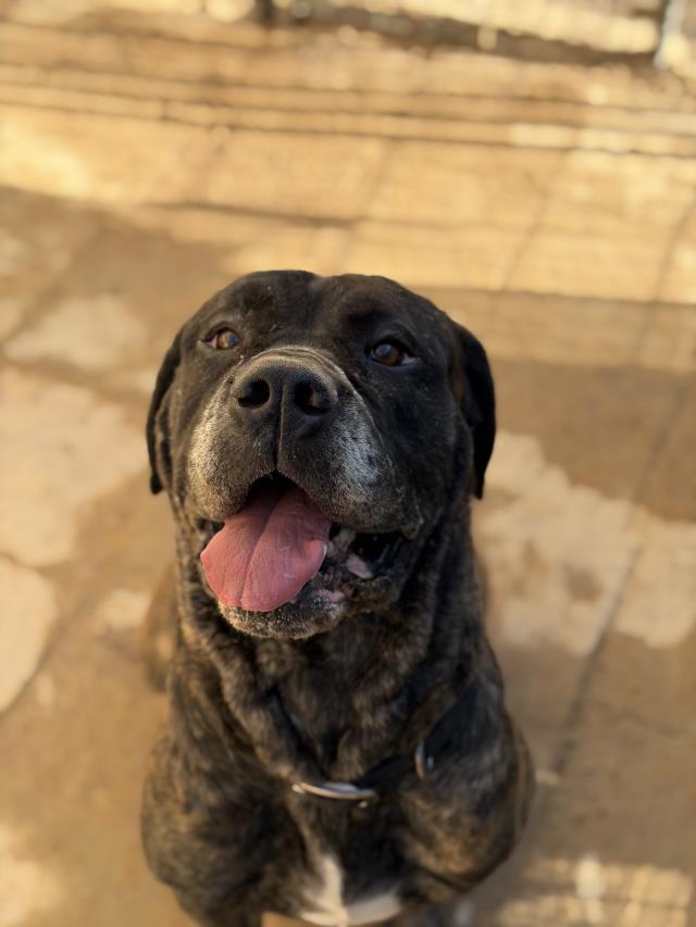 Enlarge VALENTINA, a Adoptable Bullmastiff in Santa Maria, CA image 1/1