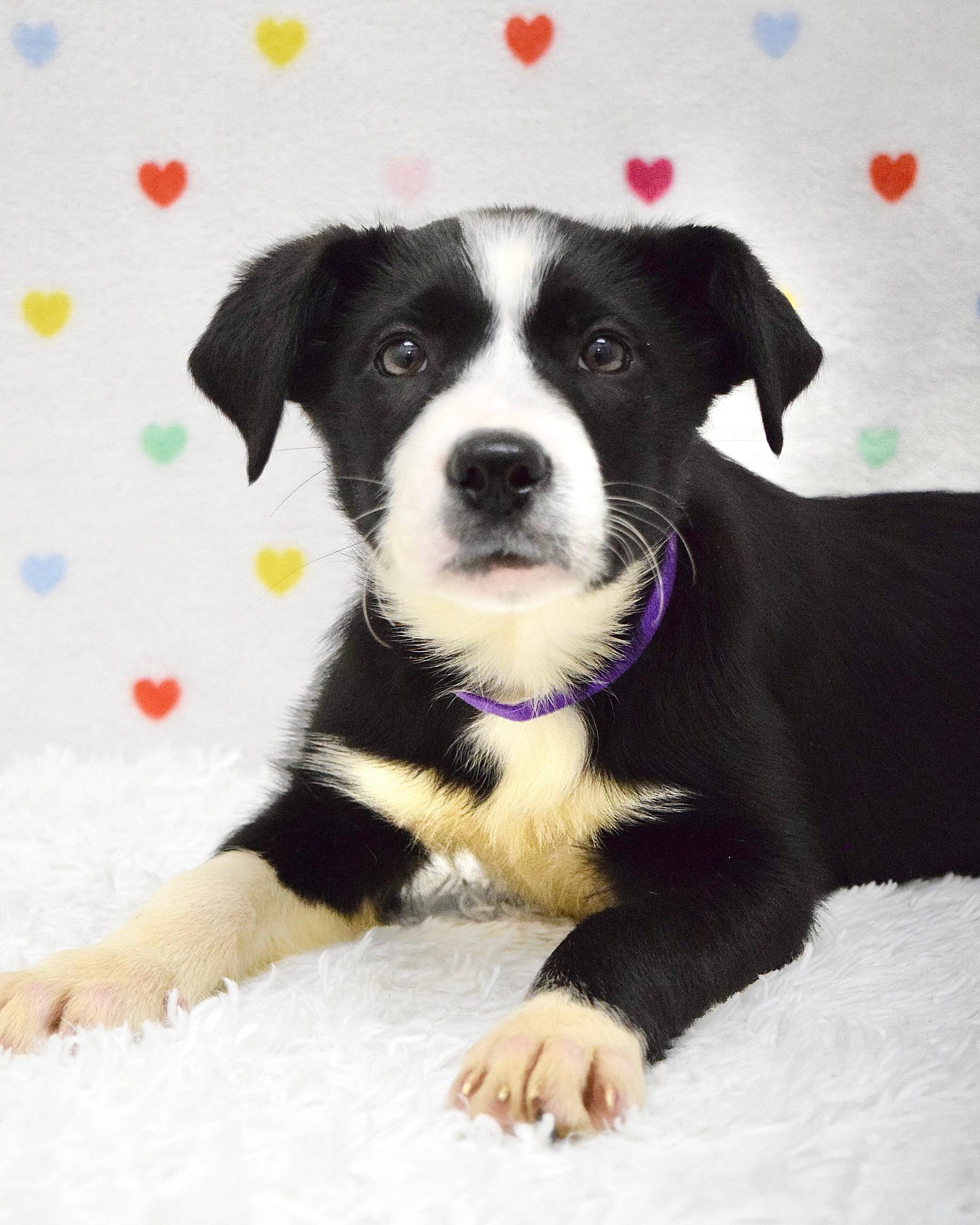 Polka, adopted, Puppy Female Border Collie.