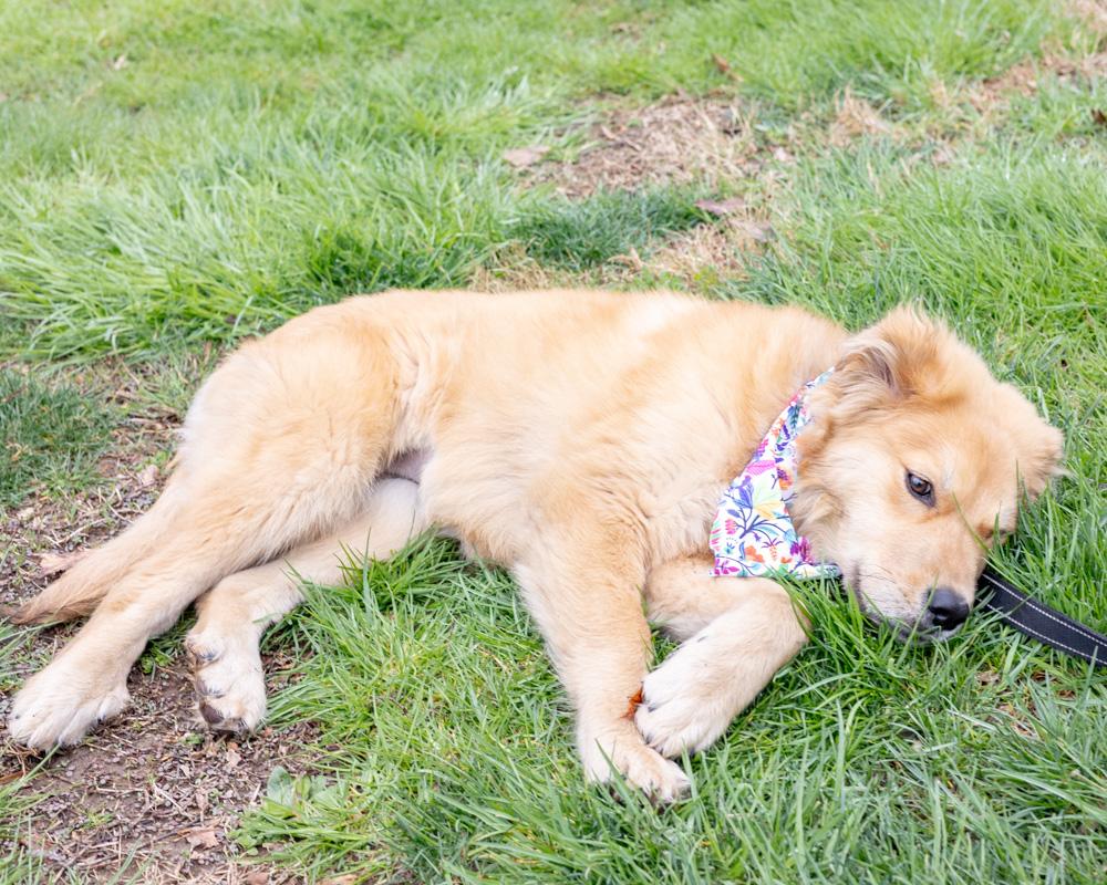 Enlarge Alice (Female) , an adopted mixed breed in West Grove, PA image 5/6