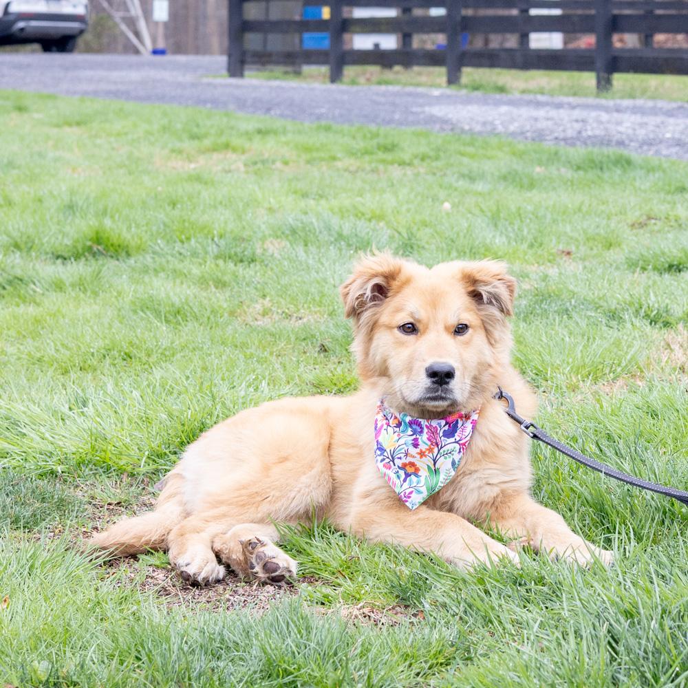Enlarge Alice (Female) , an adopted mixed breed in West Grove, PA image 2/6