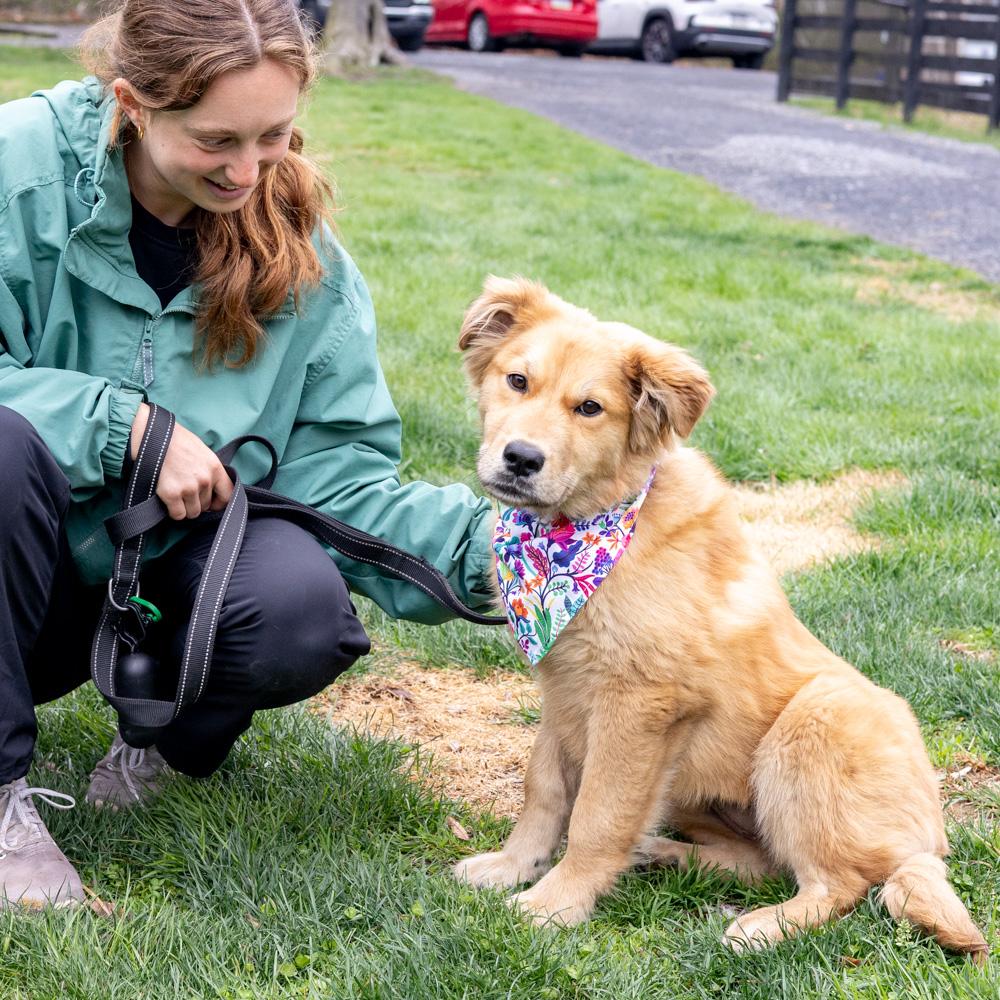 Enlarge Alice (Female) , an adopted mixed breed in West Grove, PA image 4/6