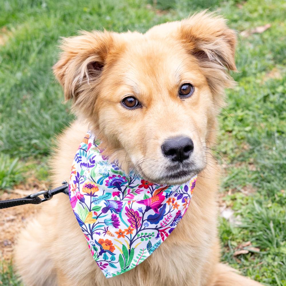 Enlarge Alice (Female) , an adopted mixed breed in West Grove, PA image 3/6