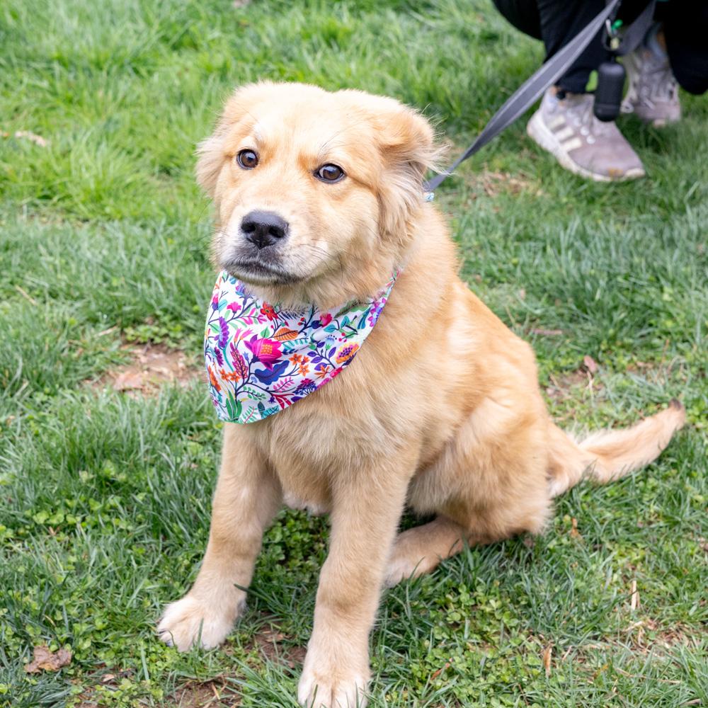 Enlarge Alice (Female) , an adopted mixed breed in West Grove, PA image 6/6