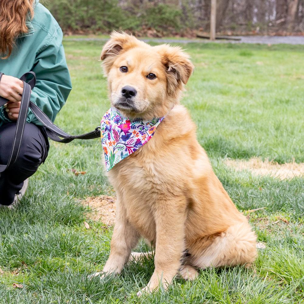 Alice (Female) , adopted, Puppy Female Golden Retriever & Australian Shepherd.