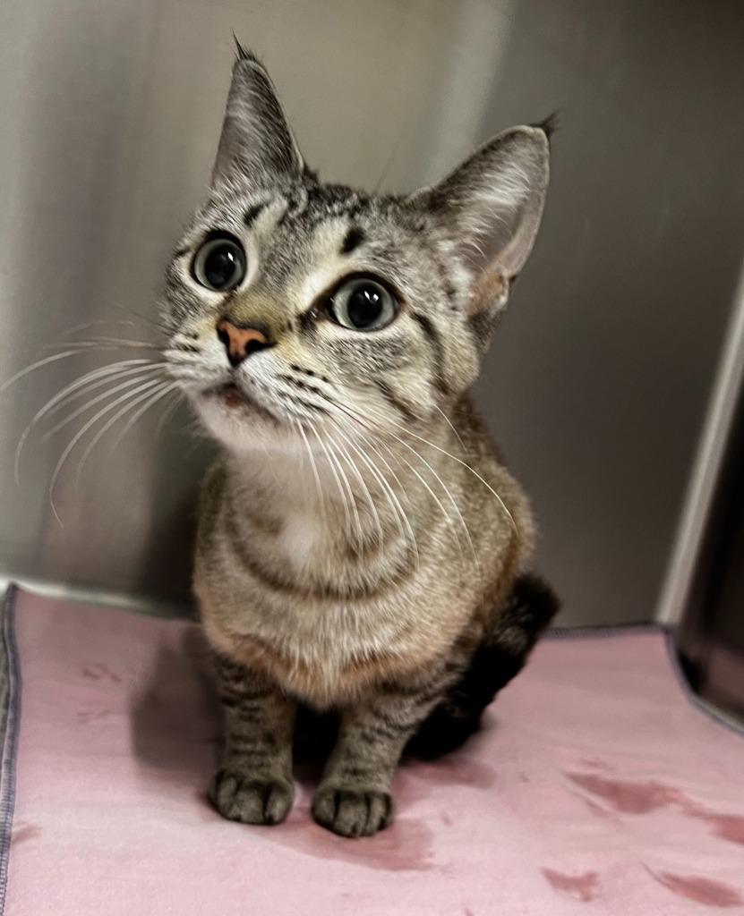 Sam, Adoptable, Adult Female Siamese.