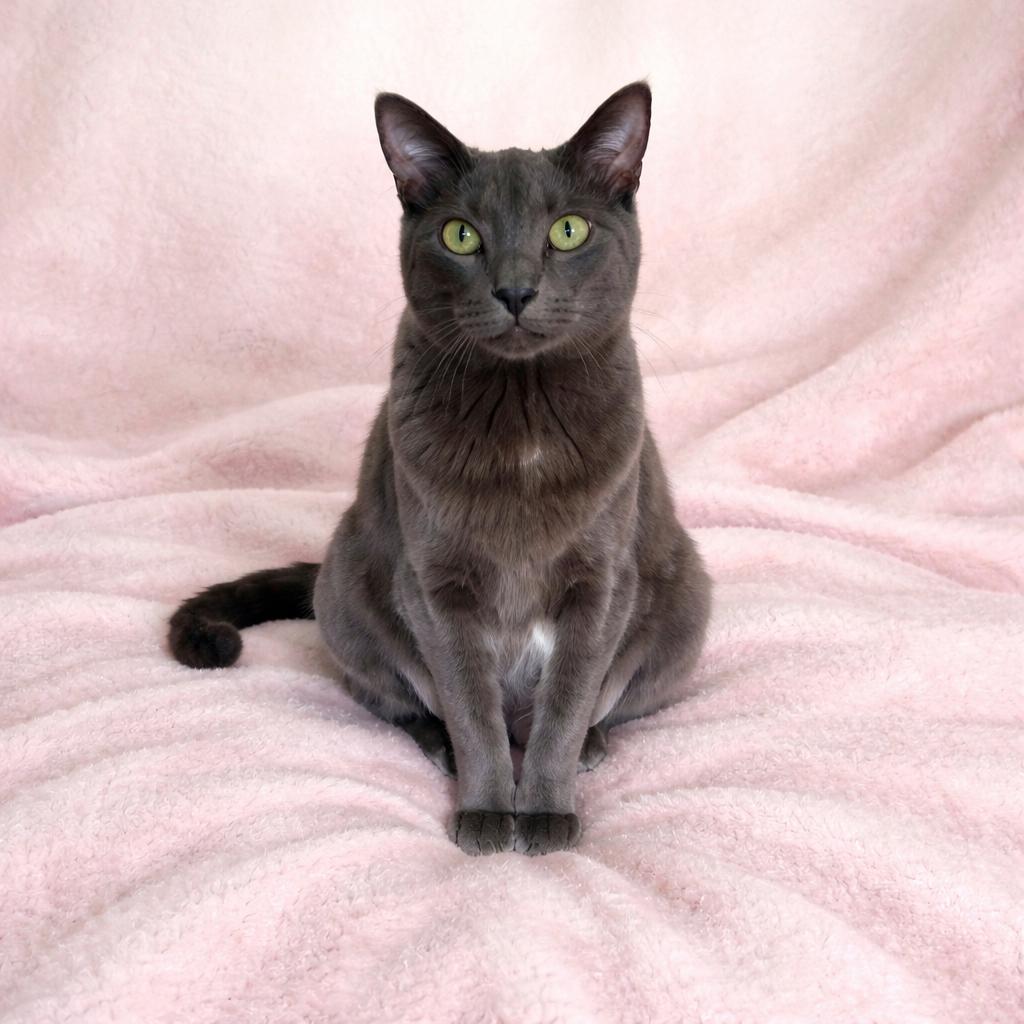 Enlarge Svetlana, a ADOPTABLE Domestic Short Hair in Long Beach, WA image 2/3