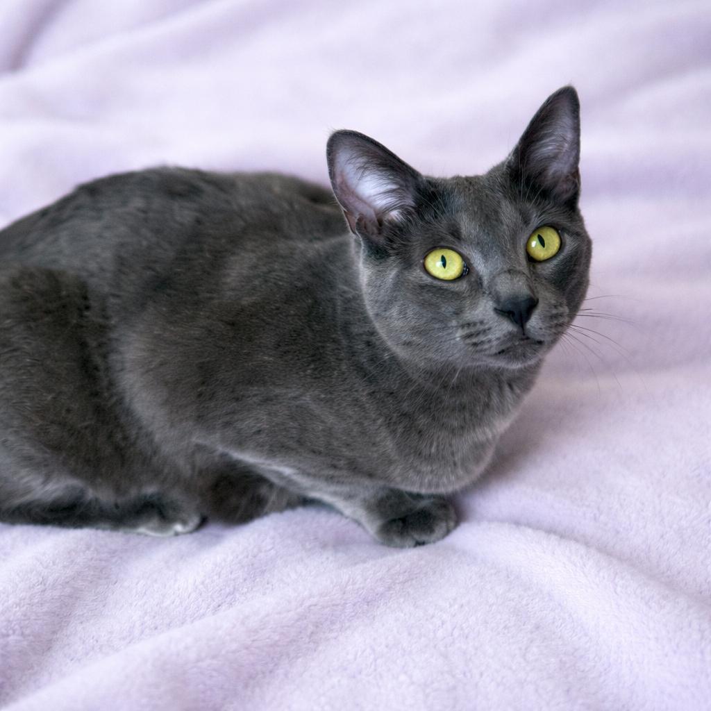 Enlarge Svetlana, a ADOPTABLE Domestic Short Hair in Long Beach, WA image 1/3