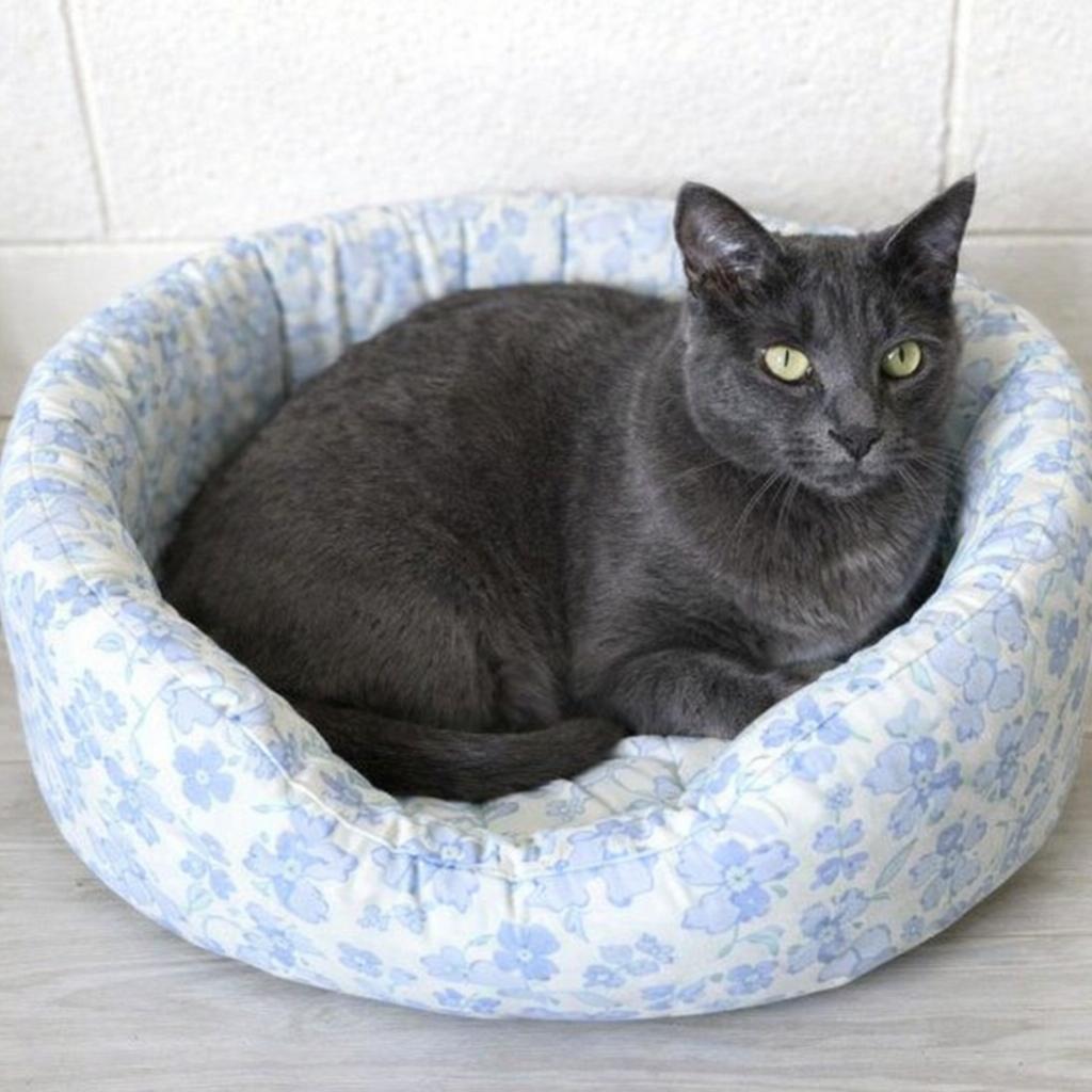 Enlarge Svetlana, a ADOPTABLE Domestic Short Hair in Long Beach, WA image 3/3