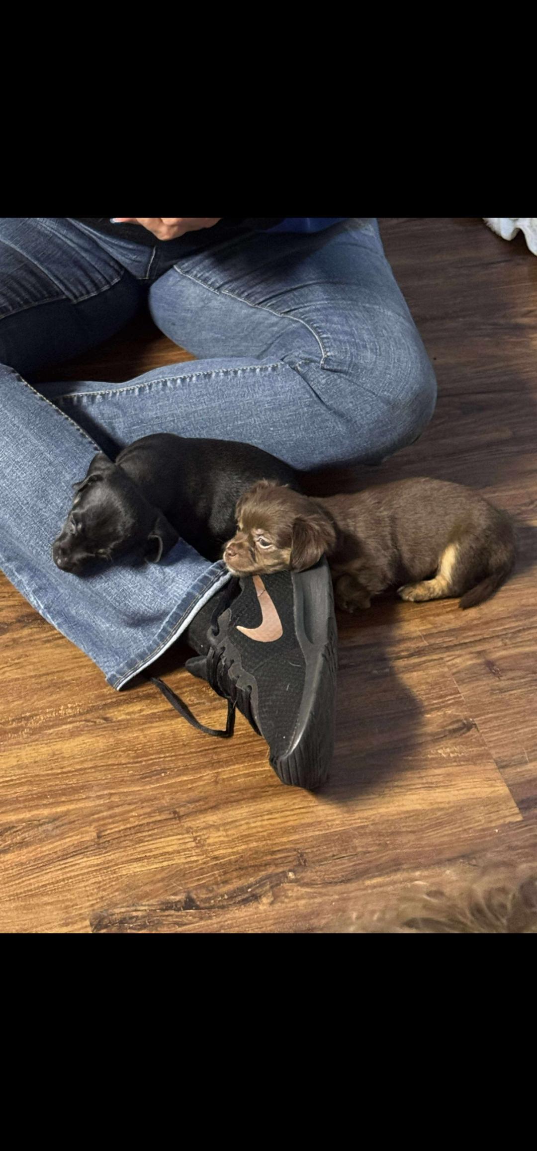 Enlarge Frankie, a Adopted mixed breed in Weeki Wachee, FL image 6/6