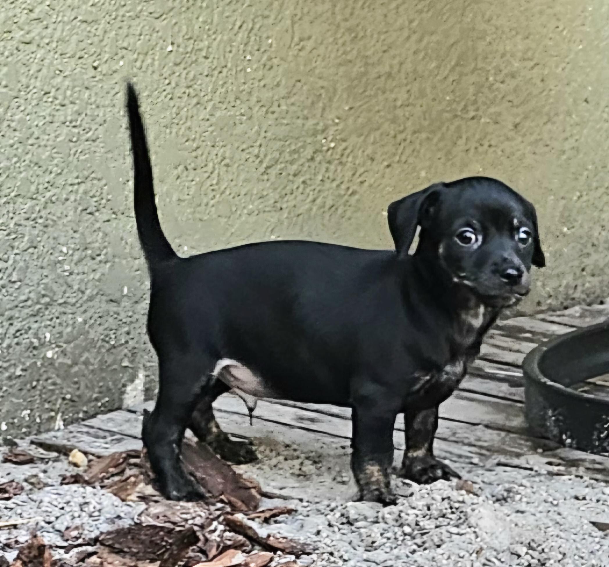 Enlarge Frankie, a Adopted mixed breed in Weeki Wachee, FL image 3/6