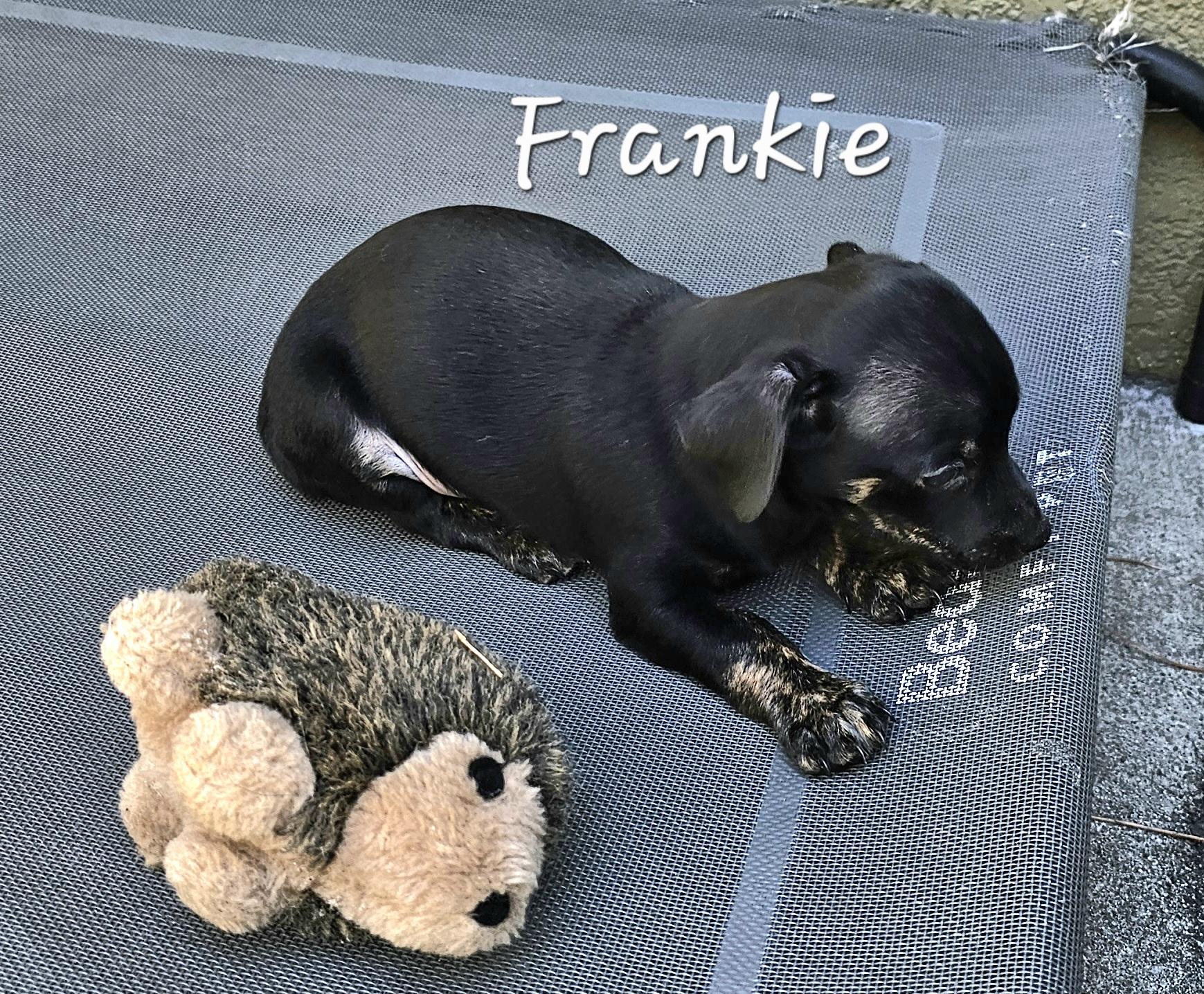Enlarge Frankie, a Adopted mixed breed in Weeki Wachee, FL image 5/6