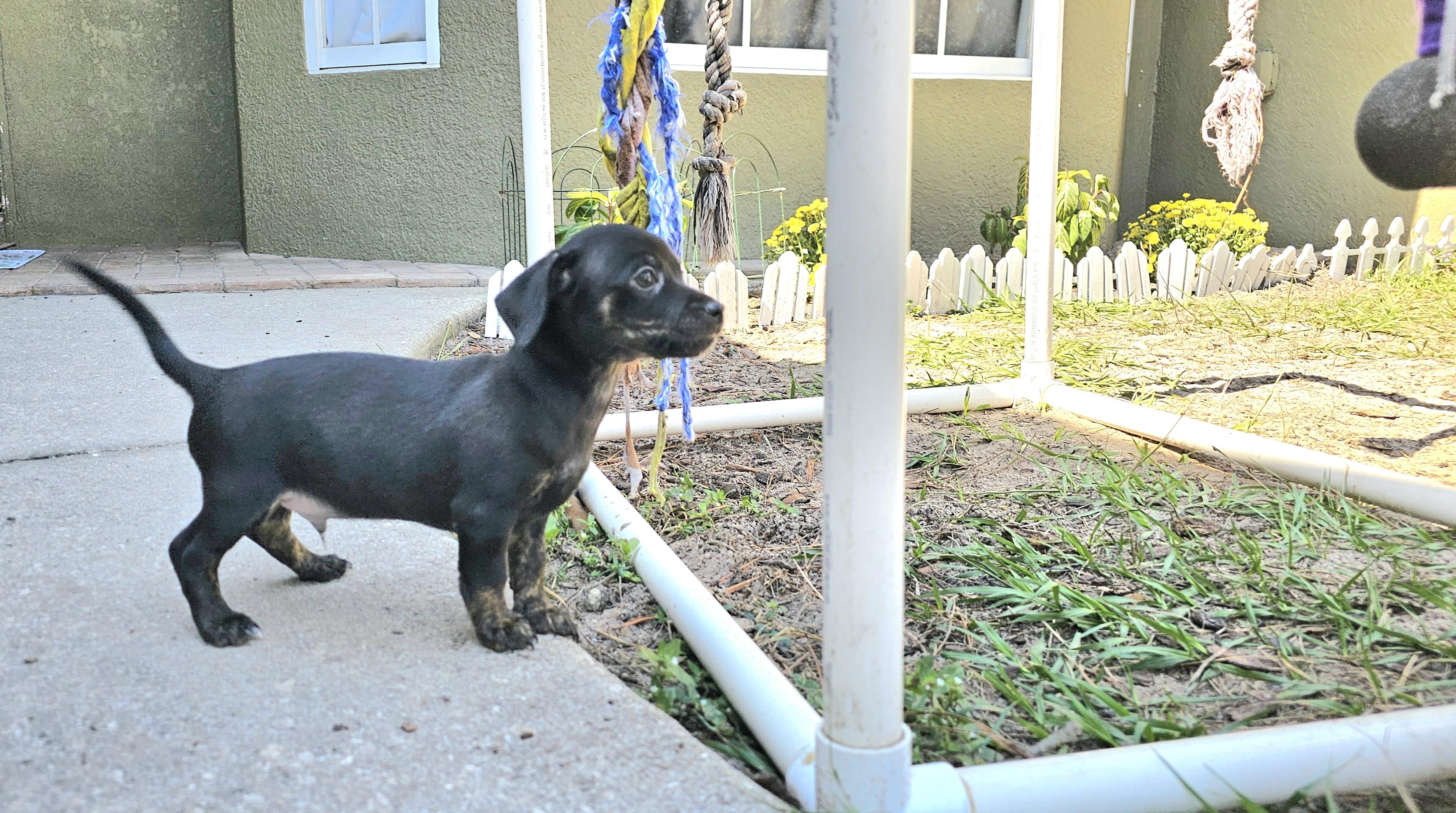 Enlarge Frankie, a Adopted mixed breed in Weeki Wachee, FL image 4/6