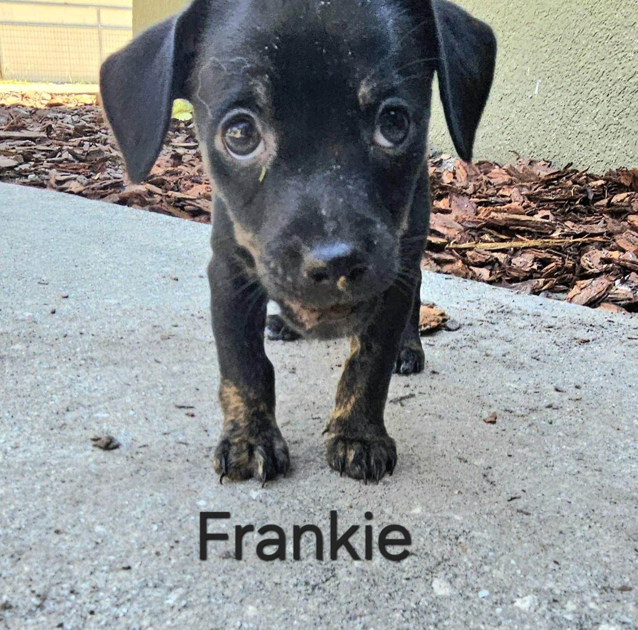 Enlarge Frankie, a Adopted mixed breed in Weeki Wachee, FL image 1/6