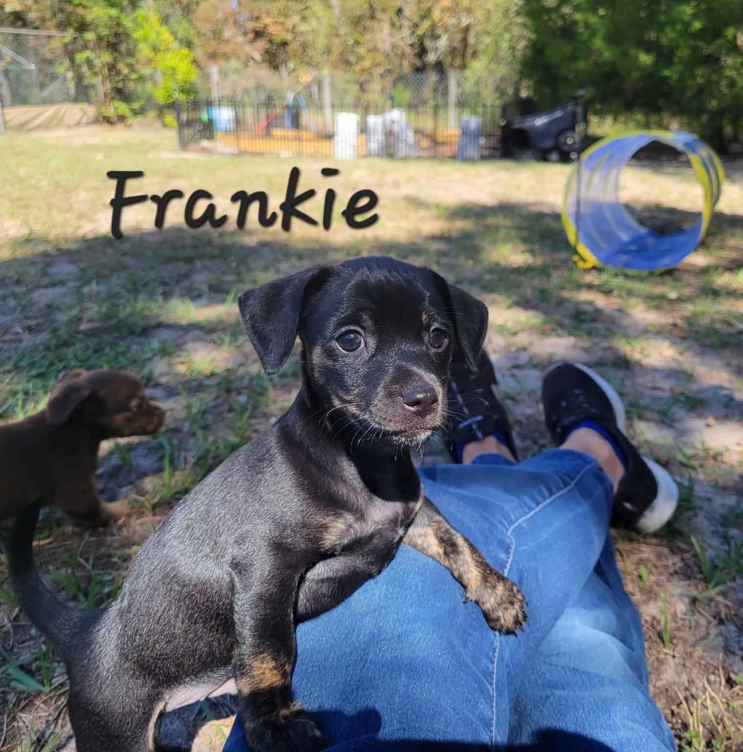 Enlarge Frankie, a Adopted mixed breed in Weeki Wachee, FL image 2/6