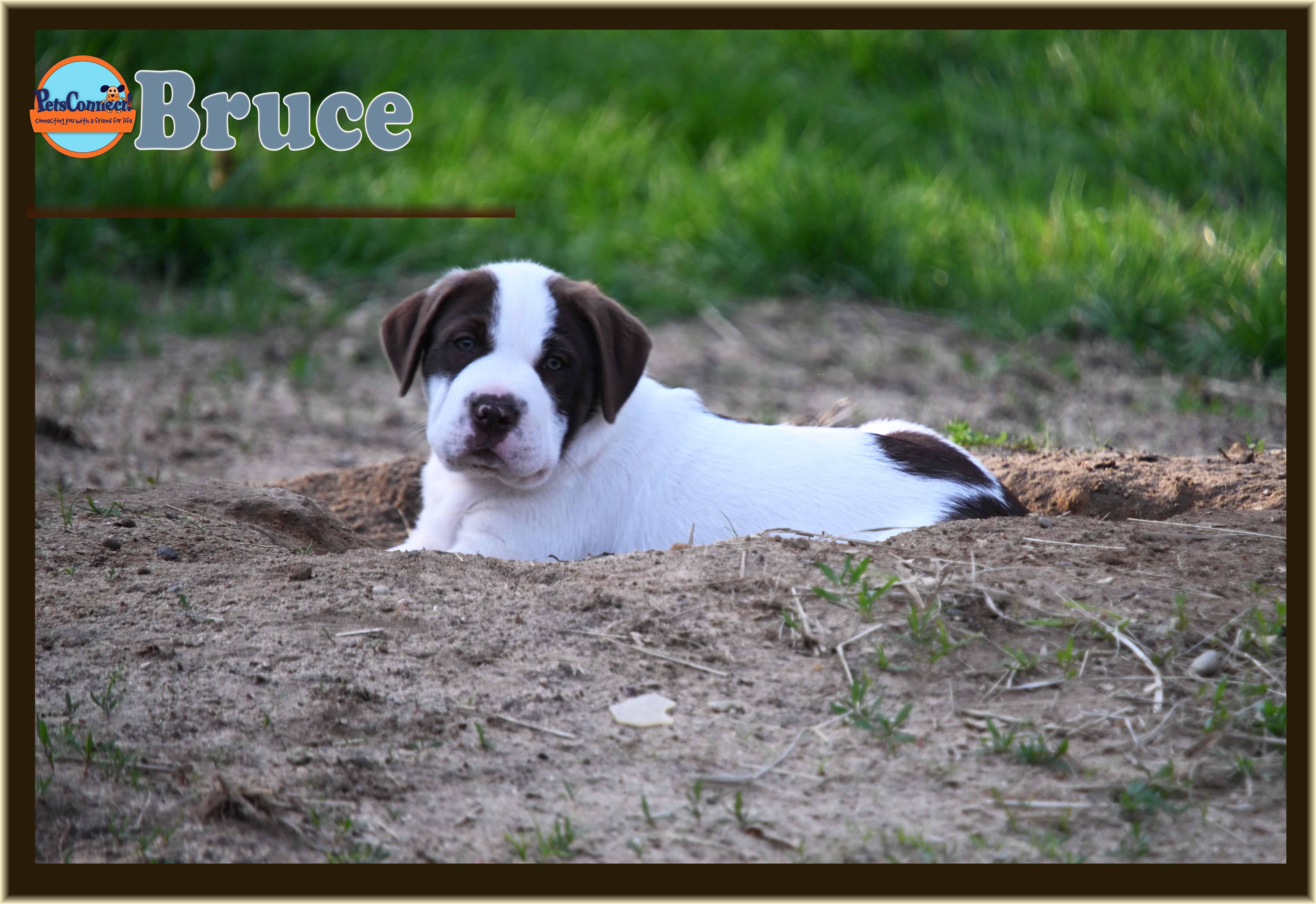 Enlarge Bruce, a Adoptable mixed breed in South Bend, IN image 5/6