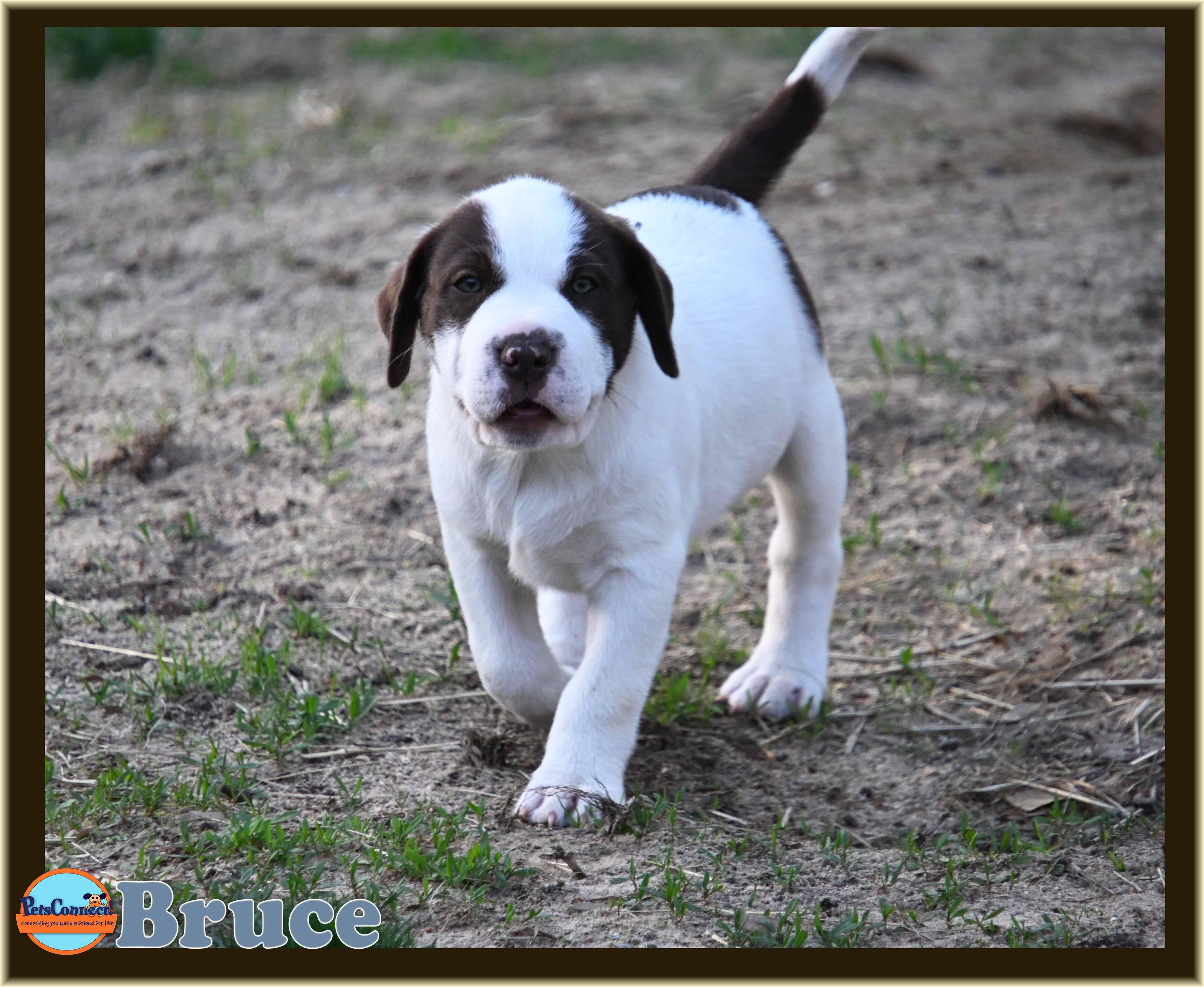 Enlarge Bruce, a Adoptable mixed breed in South Bend, IN image 4/6