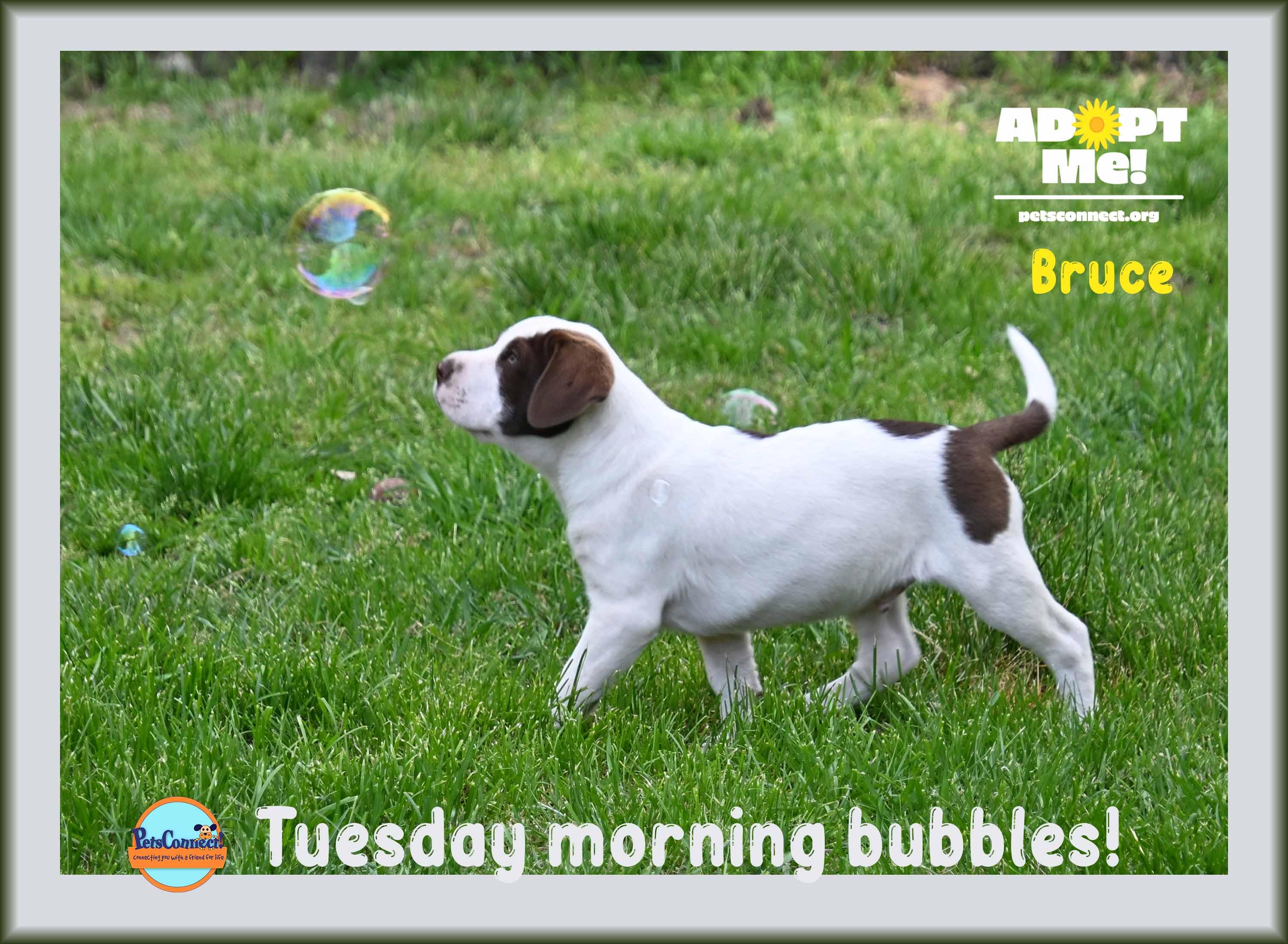 Enlarge Bruce, a Adoptable mixed breed in South Bend, IN image 1/6