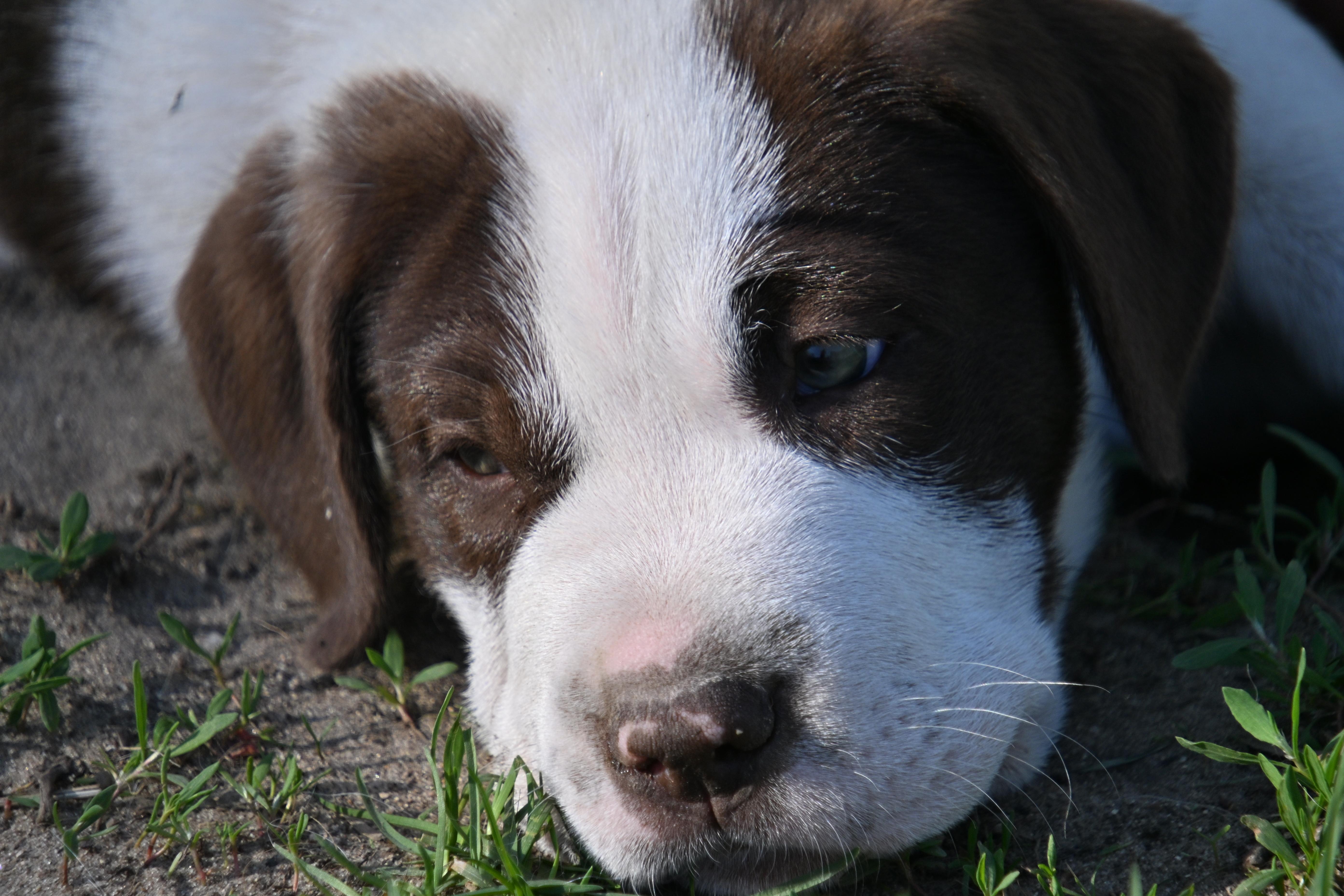 Enlarge Bruce, a Adoptable mixed breed in South Bend, IN image 2/6