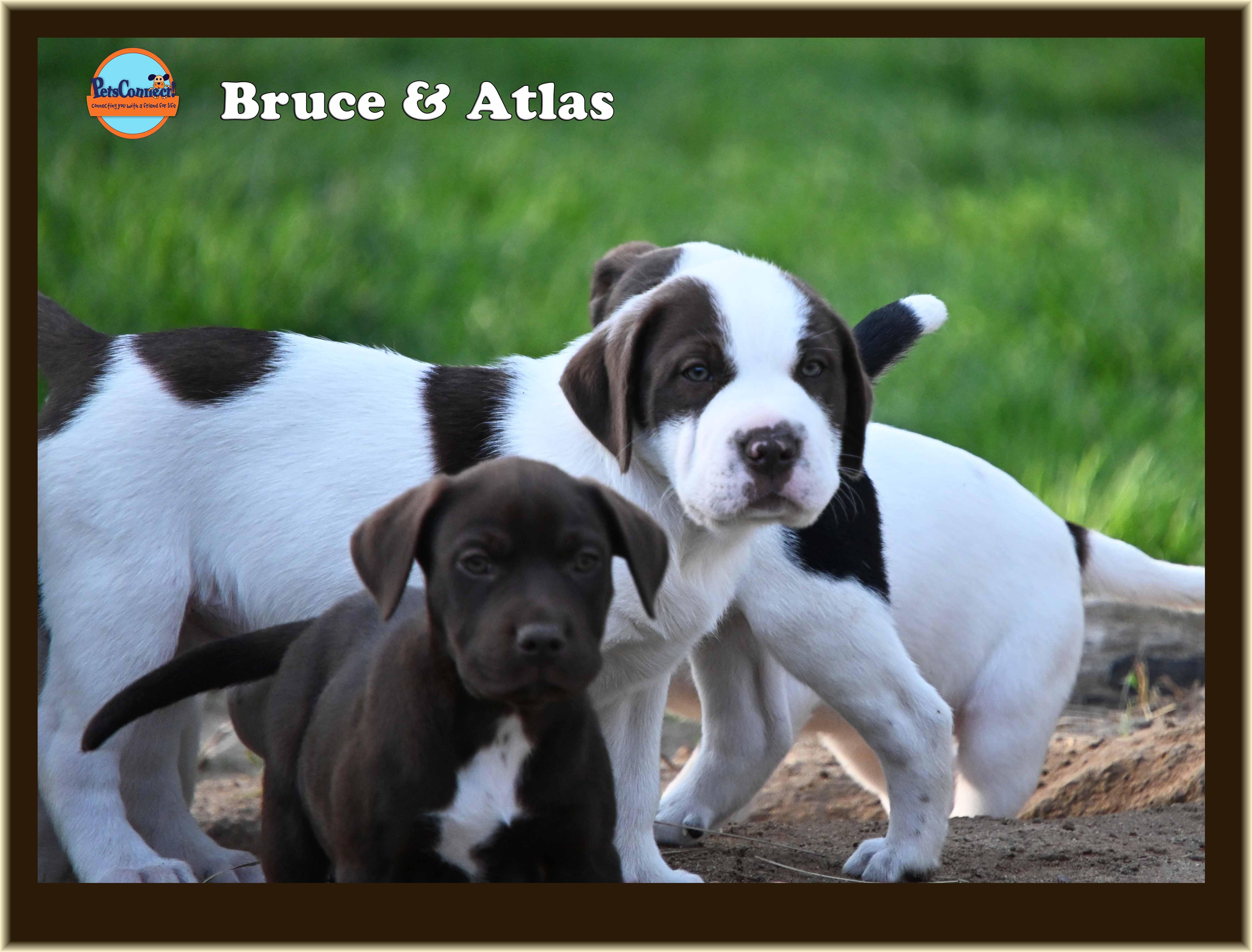 Enlarge Bruce, a Adoptable mixed breed in South Bend, IN image 3/6