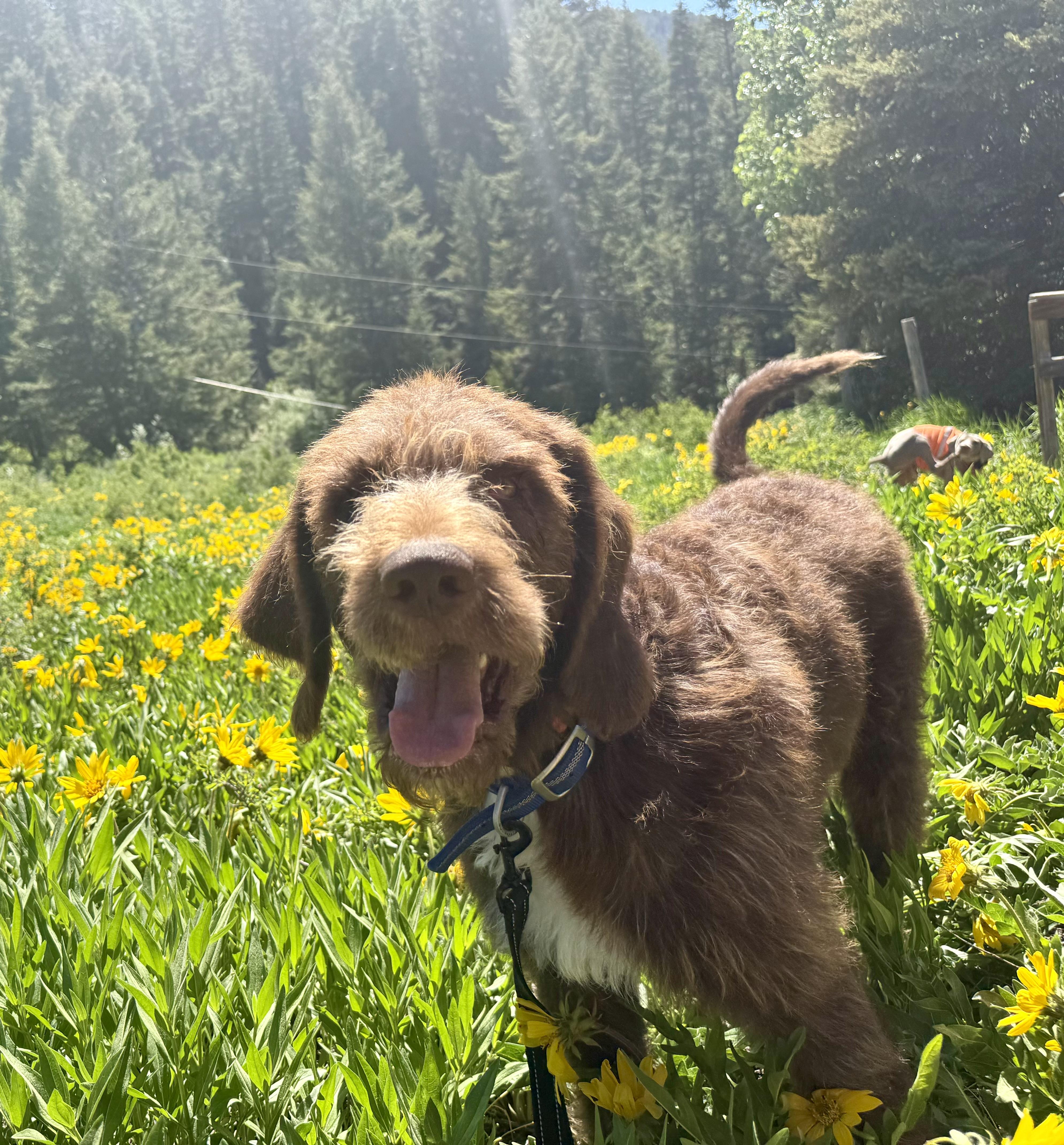 Clyde, an adoptable Bloodhound, Poodle in Park City, UT, 84098 | Photo Image 4