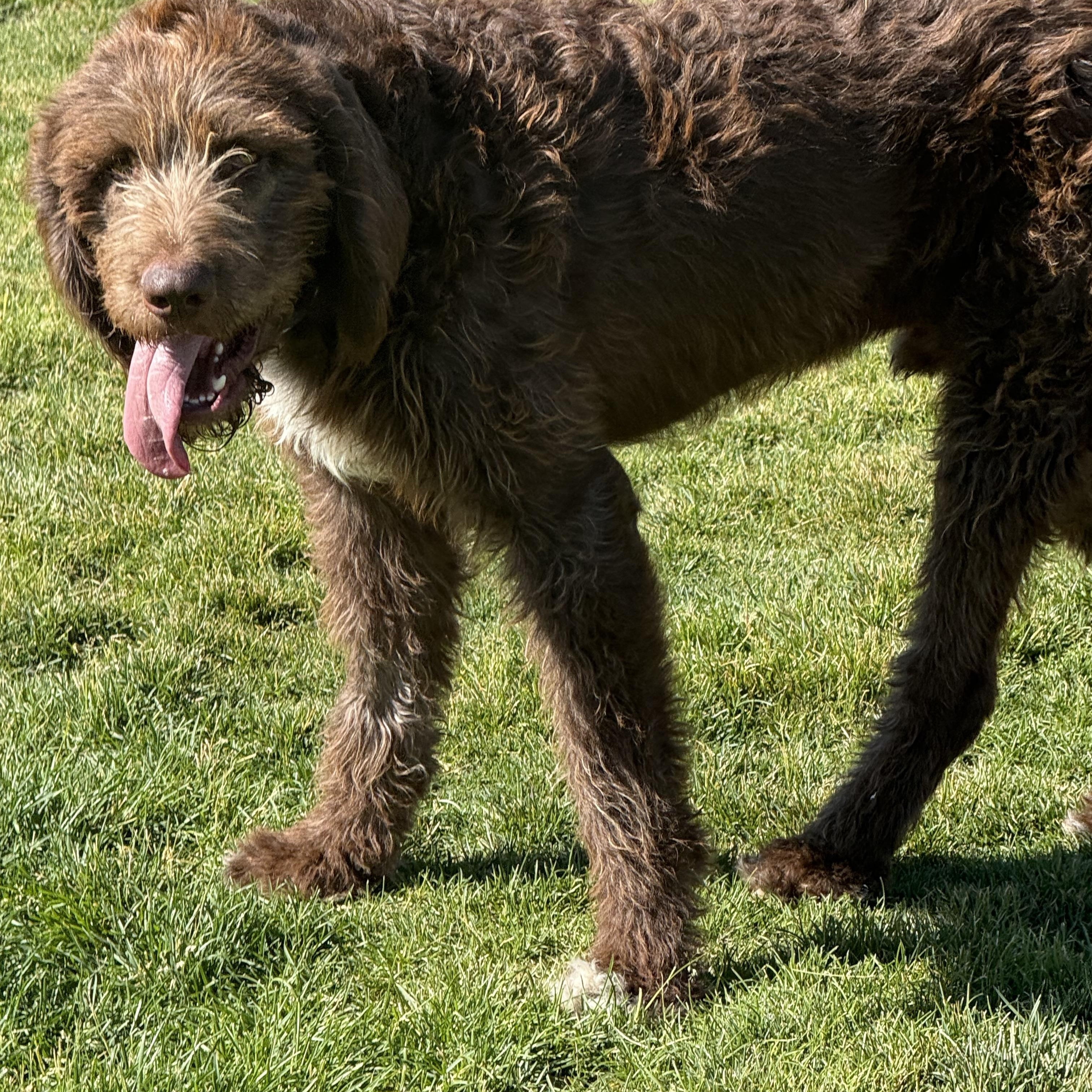 Clyde, an adoptable Bloodhound, Poodle in Park City, UT, 84098 | Photo Image 5