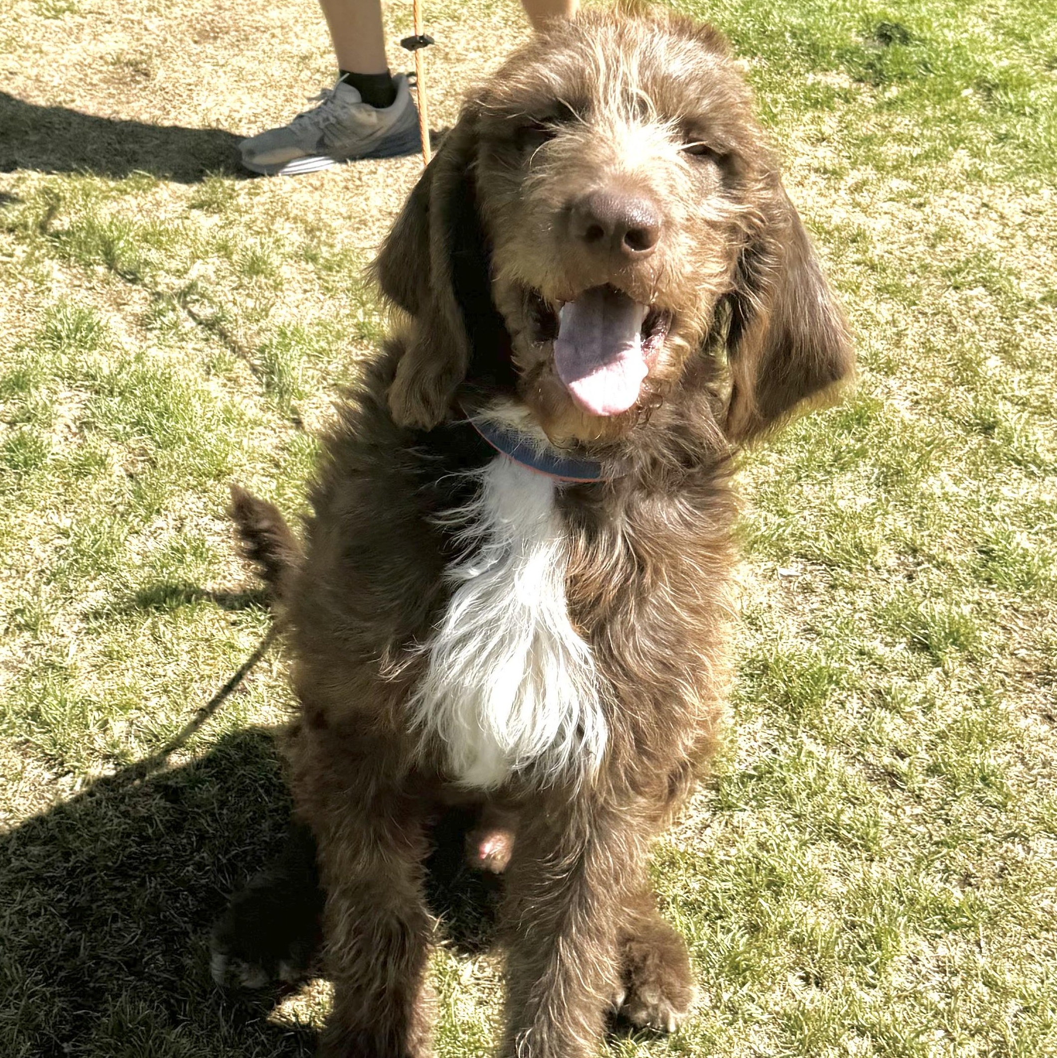 Clyde, an adoptable Bloodhound, Poodle in Park City, UT, 84098 | Photo Image 2